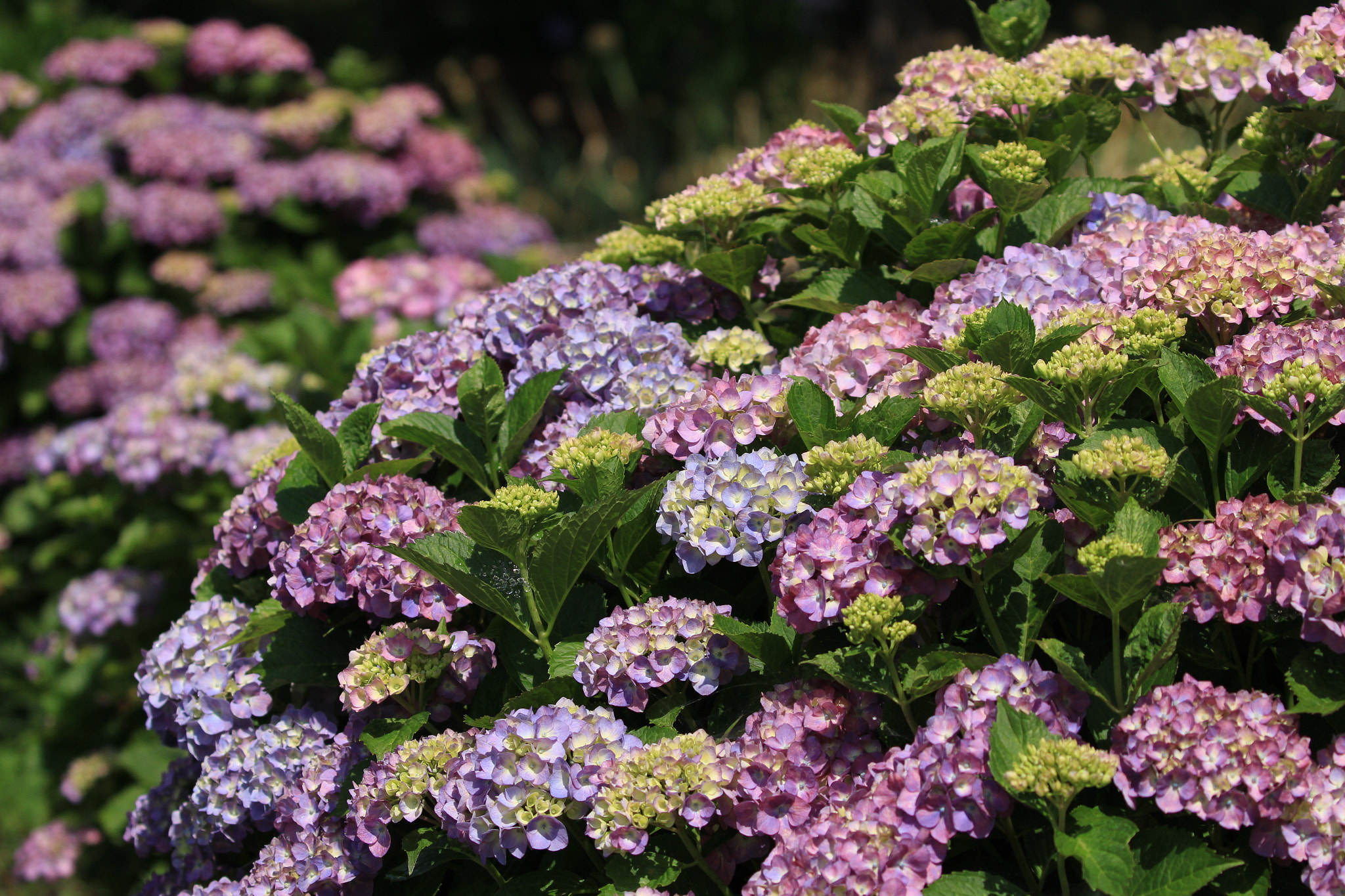 Canon EF 100-400mm F4.5-5.6L IS II USM sample photo. H.m.f.macrophylla  アジサイ photography