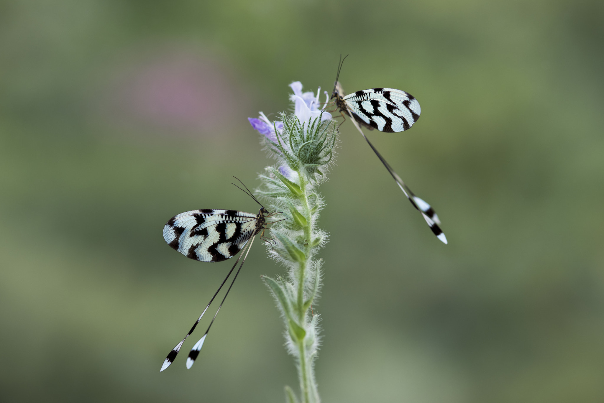 Nikon D810A + ZEISS Makro-Planar T* 100mm F2 sample photo. Twin nemoptera sinuata photography