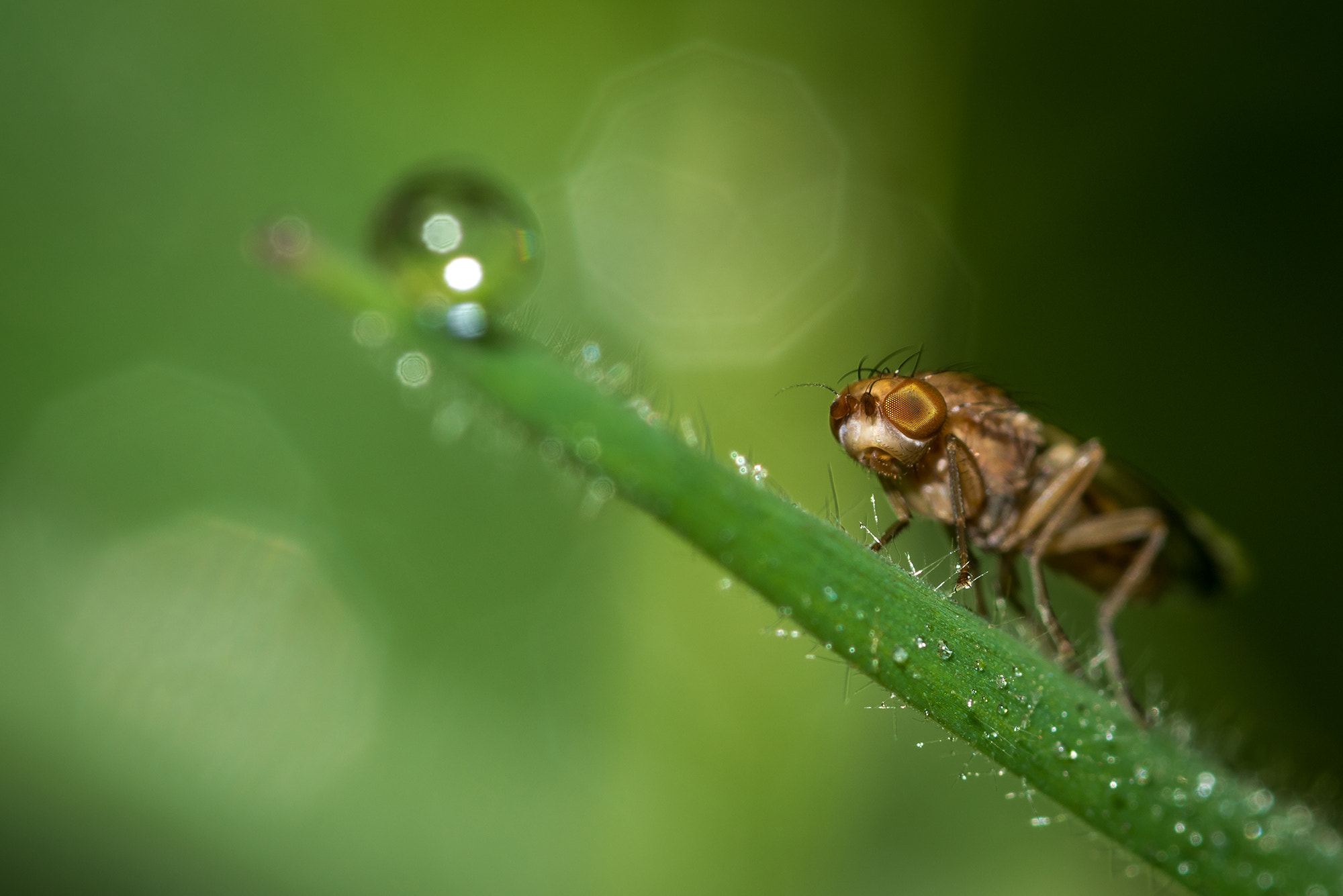 Nikon D810 + Nikon AF Micro-Nikkor 200mm F4D ED-IF sample photo. Almost... photography