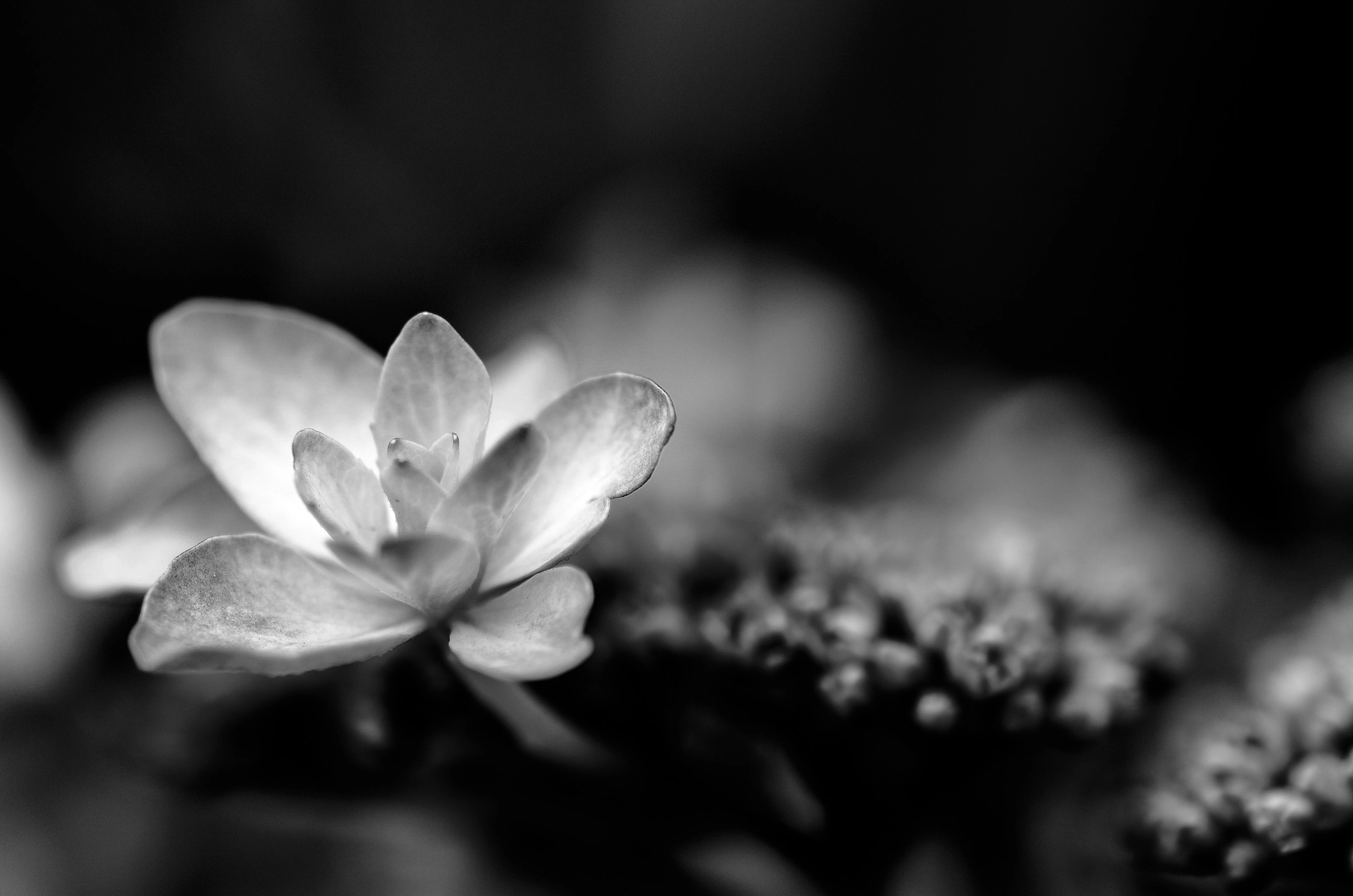 Tamron SP AF 90mm F2.8 Di Macro sample photo. A flower photography