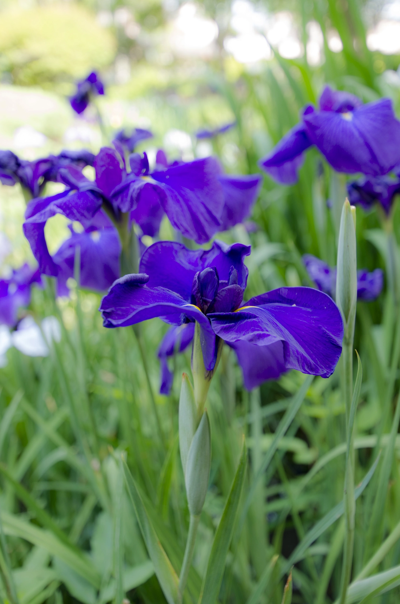 Pentax K-5 IIs sample photo. Proud photography