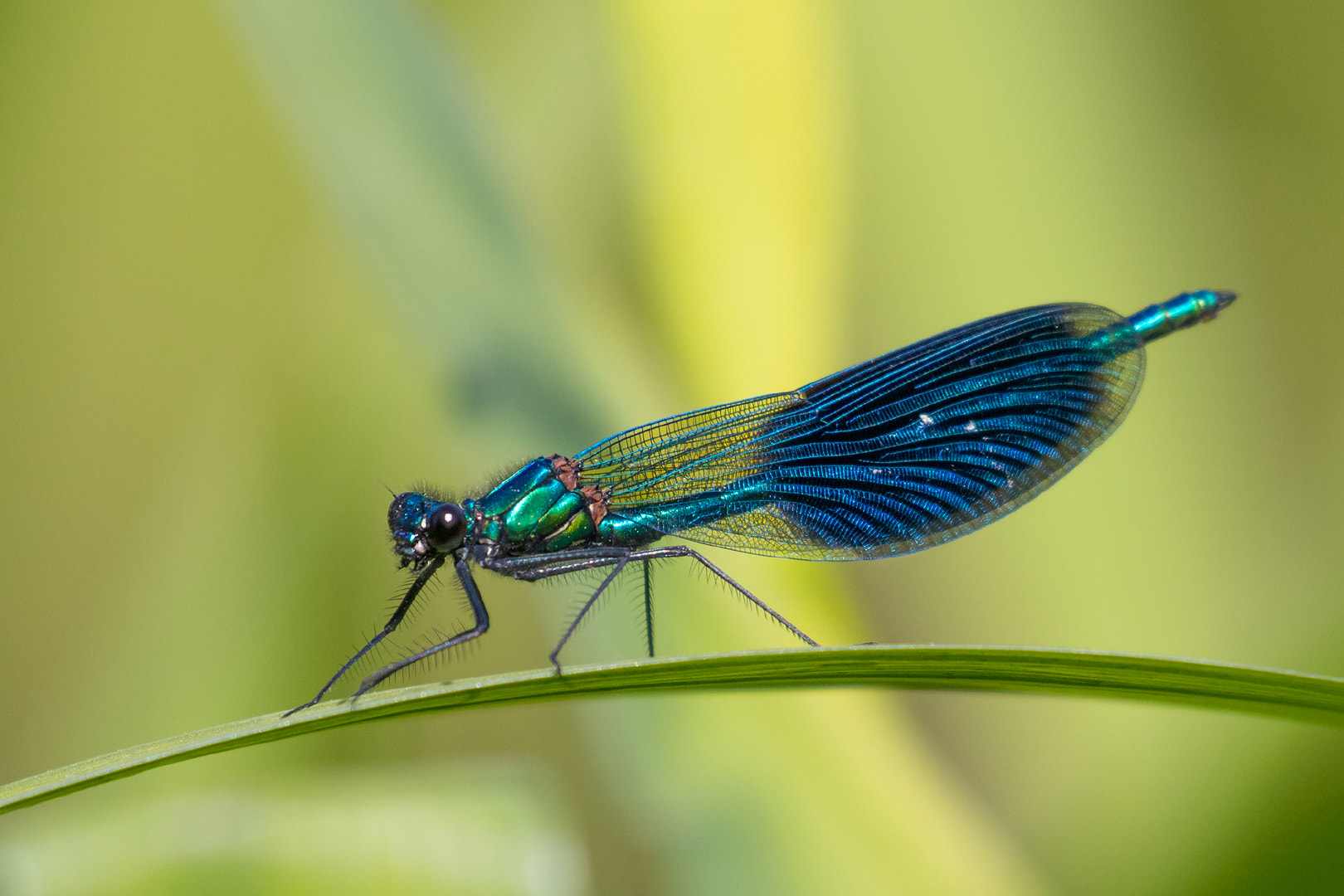 Canon EF 100-400mm F4.5-5.6L IS II USM sample photo. Beautiful demoiselle photography