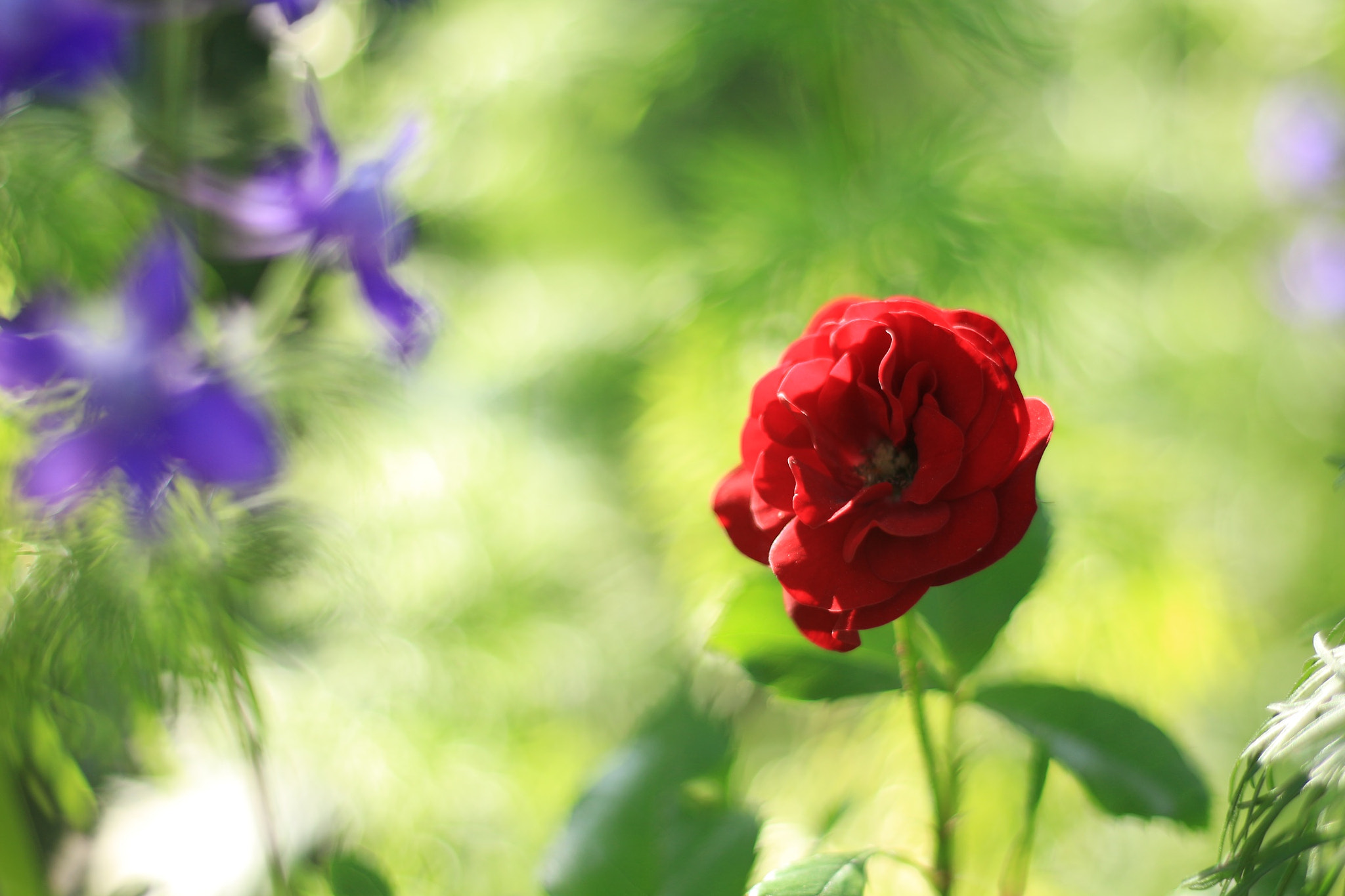 Canon EOS M + Canon EF 50mm F1.8 STM sample photo. Red rose photography