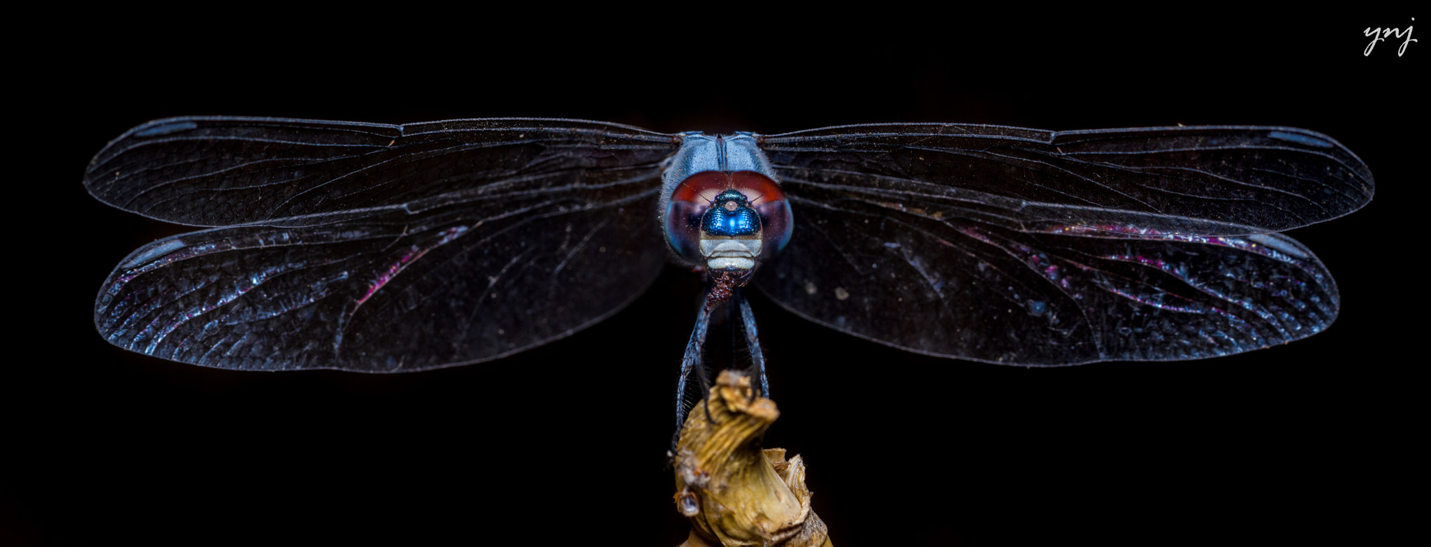 Sigma 70-300mm F4-5.6 APO DG Macro sample photo. Dragonfly panorama photography