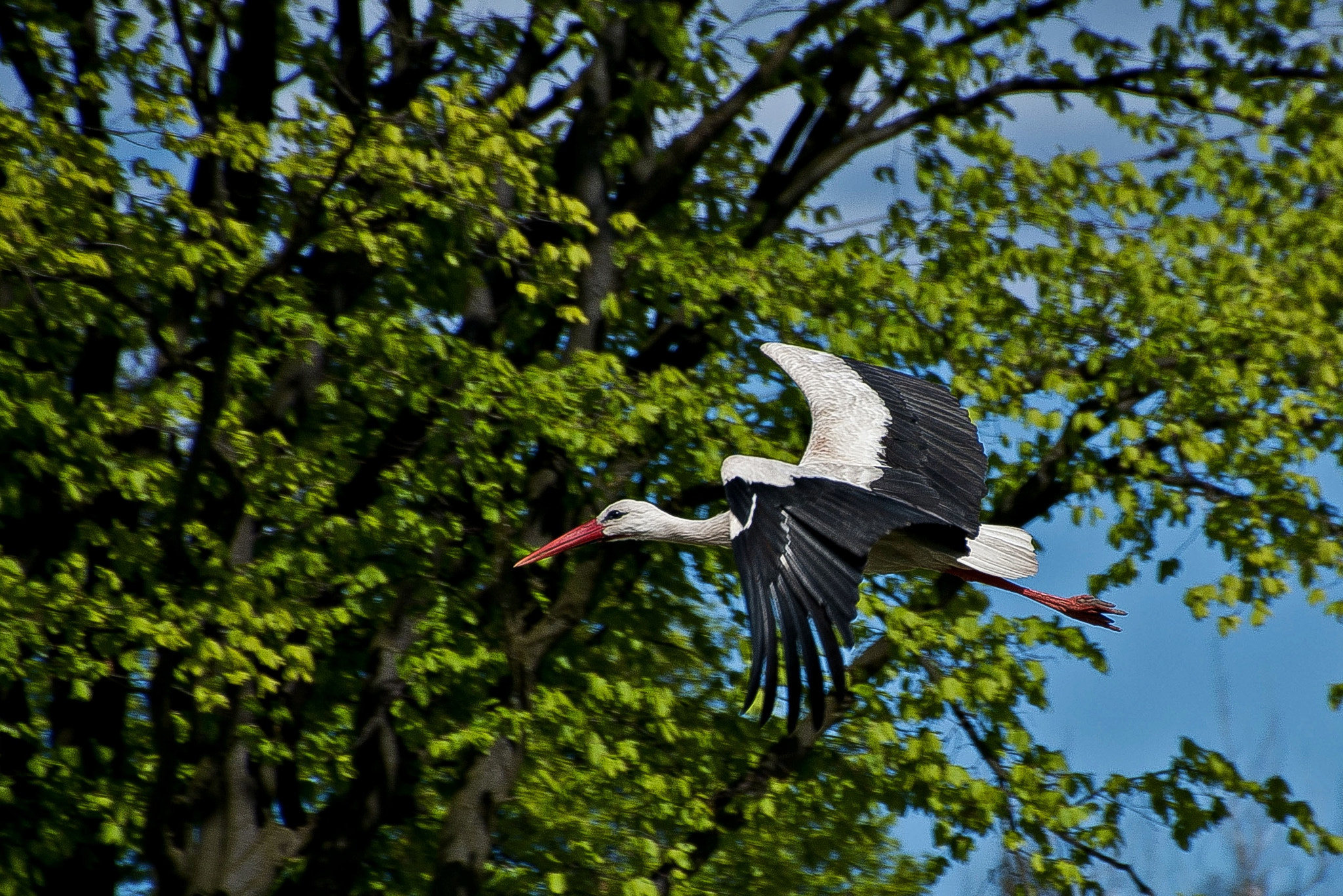 Sony Alpha DSLR-A300 + DT 18-270mm F3.5-6.3 SSM sample photo. Ile mu odpalą z 500+? photography