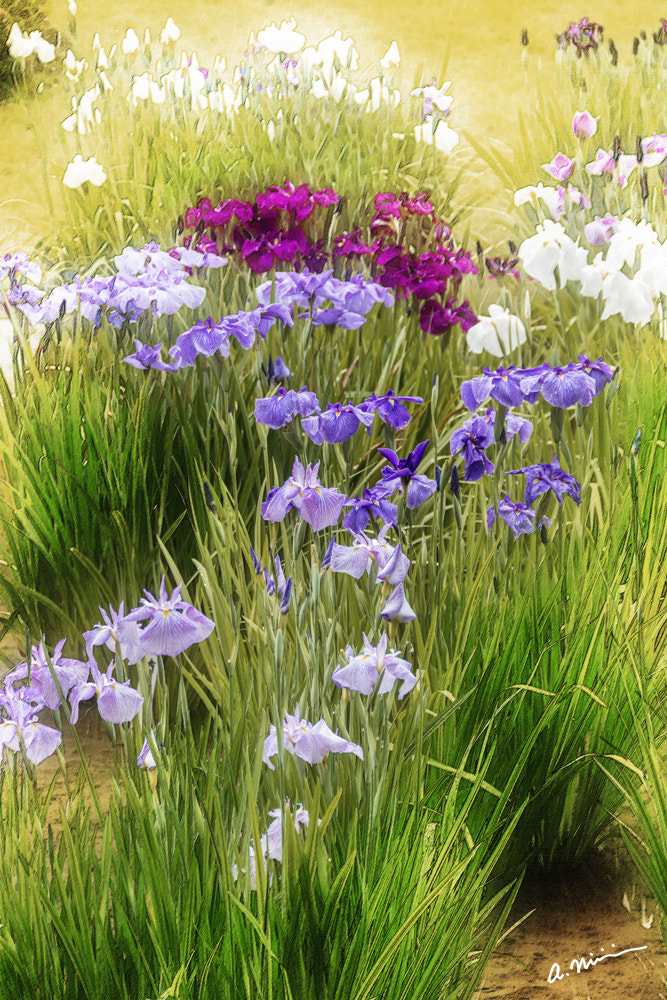Canon EOS M3 sample photo. Iris ii photography