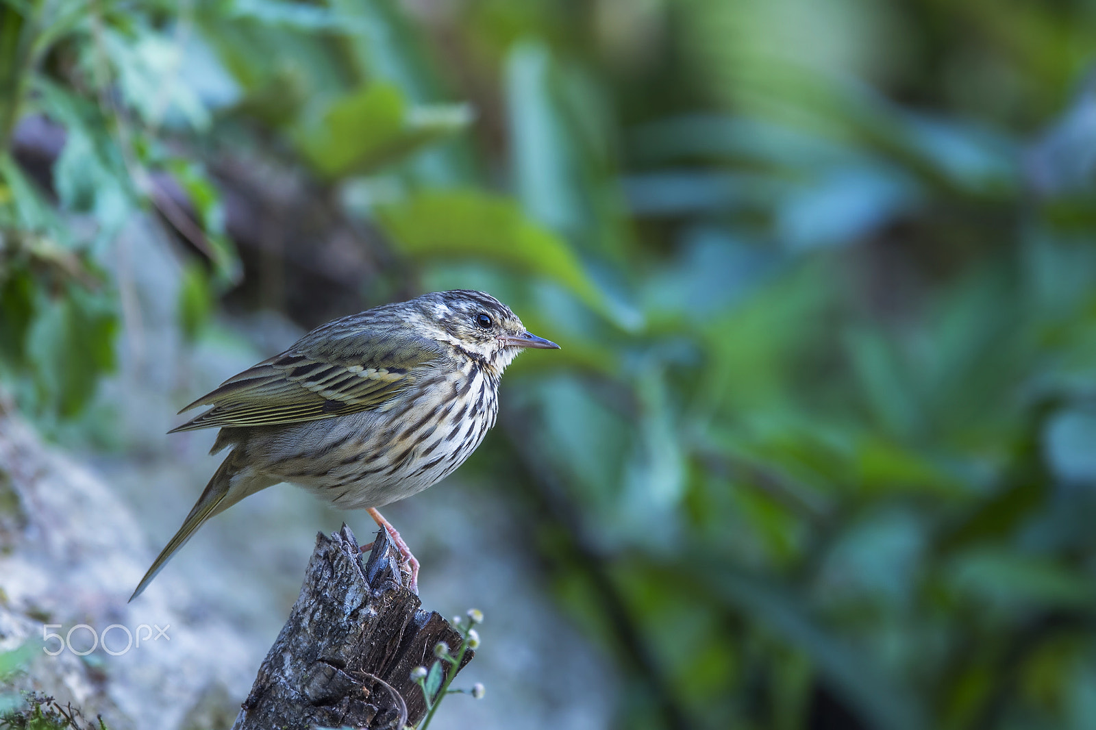 Nikon AF-S Nikkor 600mm F4E FL ED VR sample photo. Olive-backed pipit photography