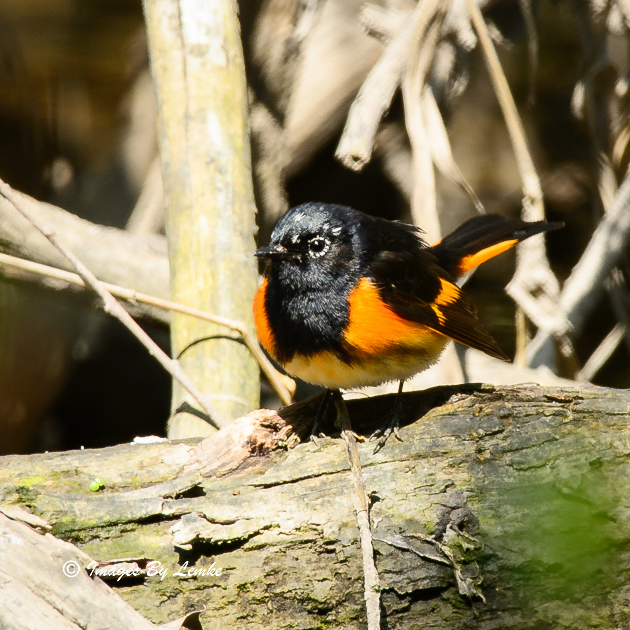 Nikon AF-S Nikkor 200-500mm F5.6E ED VR sample photo. American redstart photography
