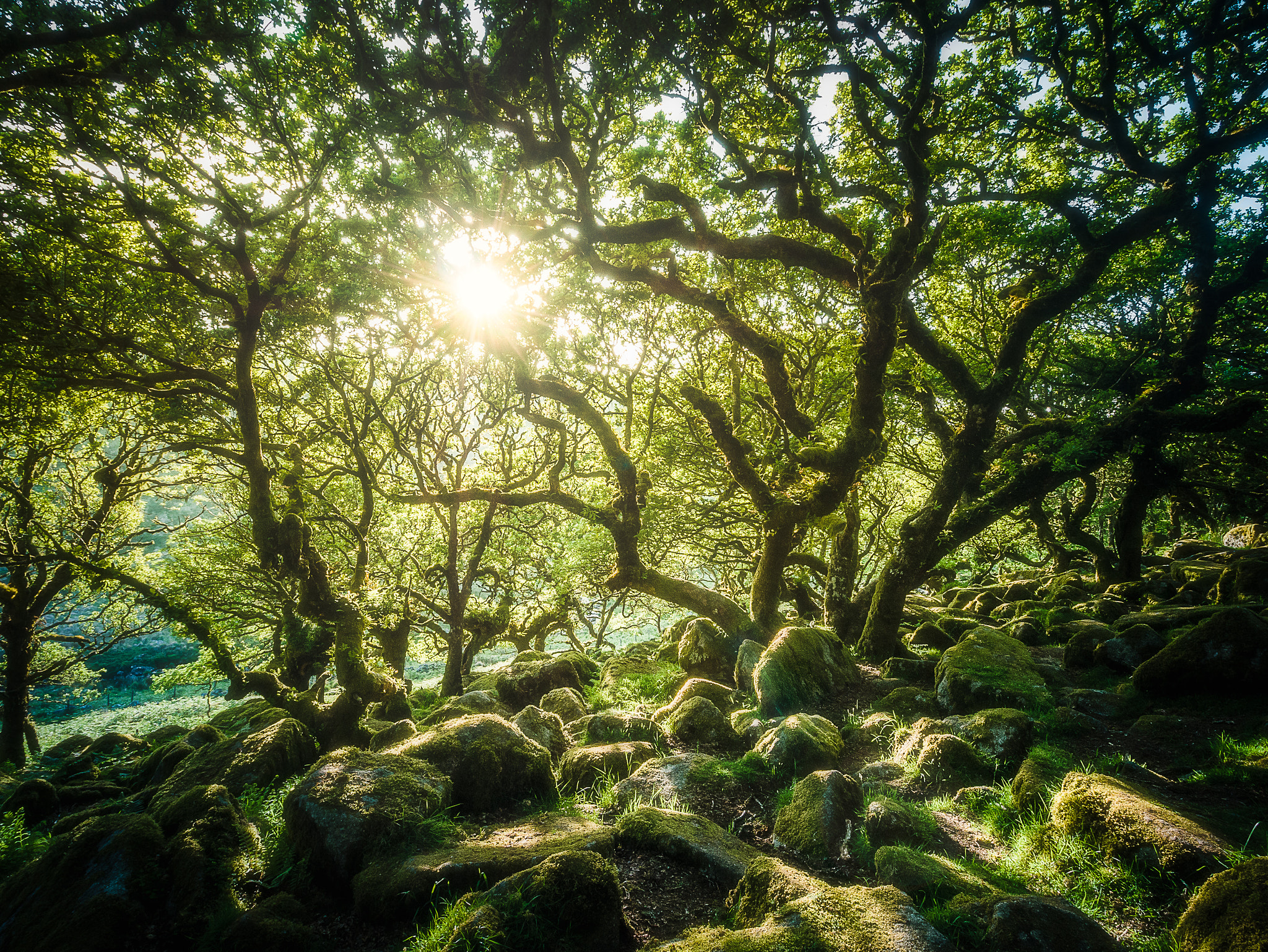Panasonic Lumix DMC-GX7 + OLYMPUS M.9-18mm F4.0-5.6 sample photo. Wistman's wood photography