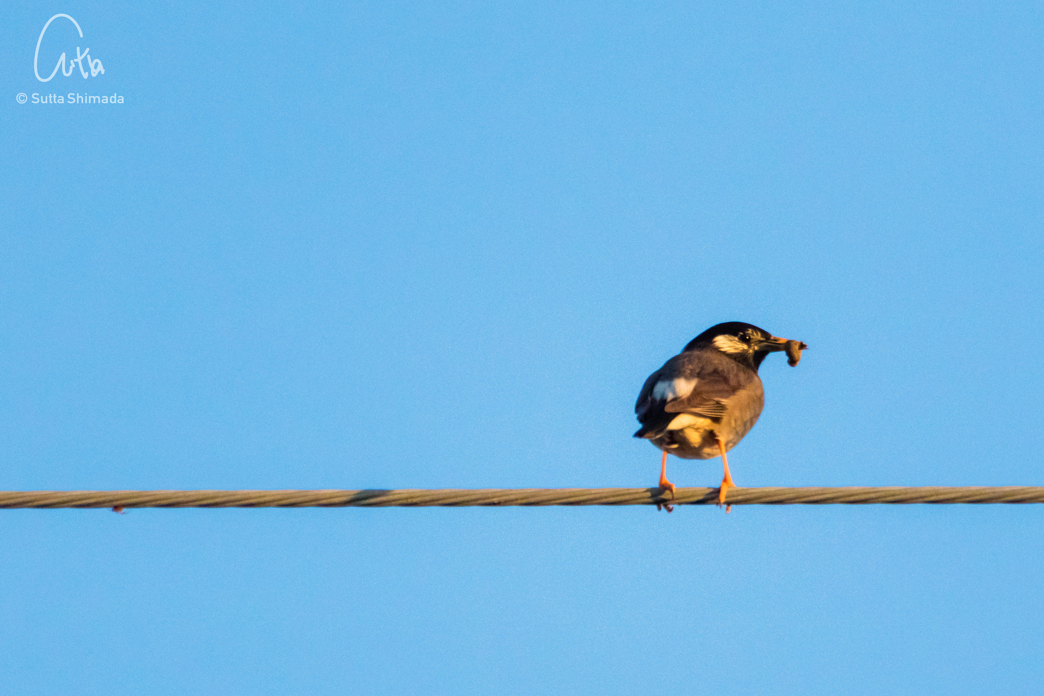 Canon EOS M3 sample photo. Starling photography
