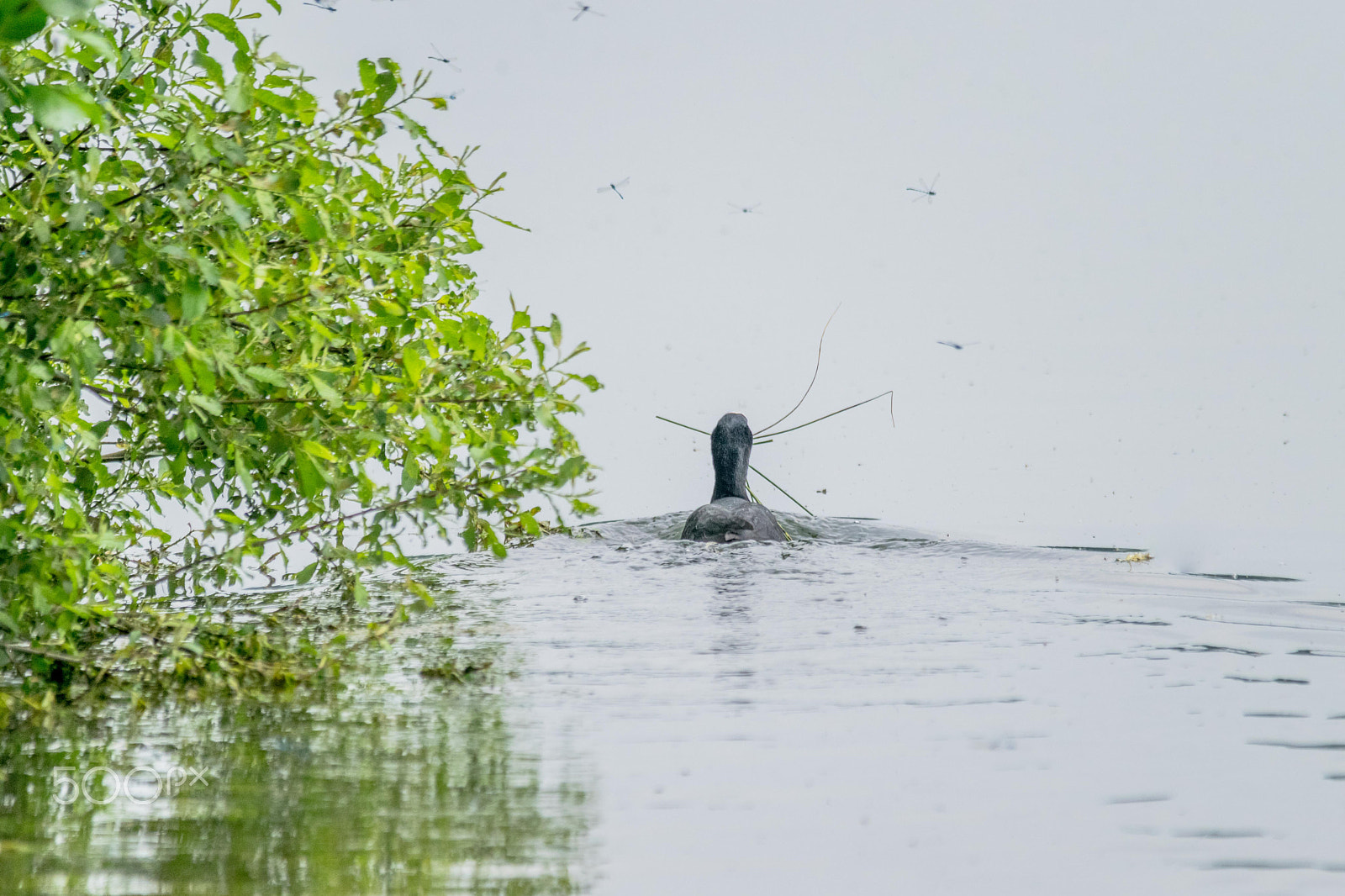 Sigma 150-500mm F5-6.3 DG OS HSM sample photo. Nest building & dragon flies photography