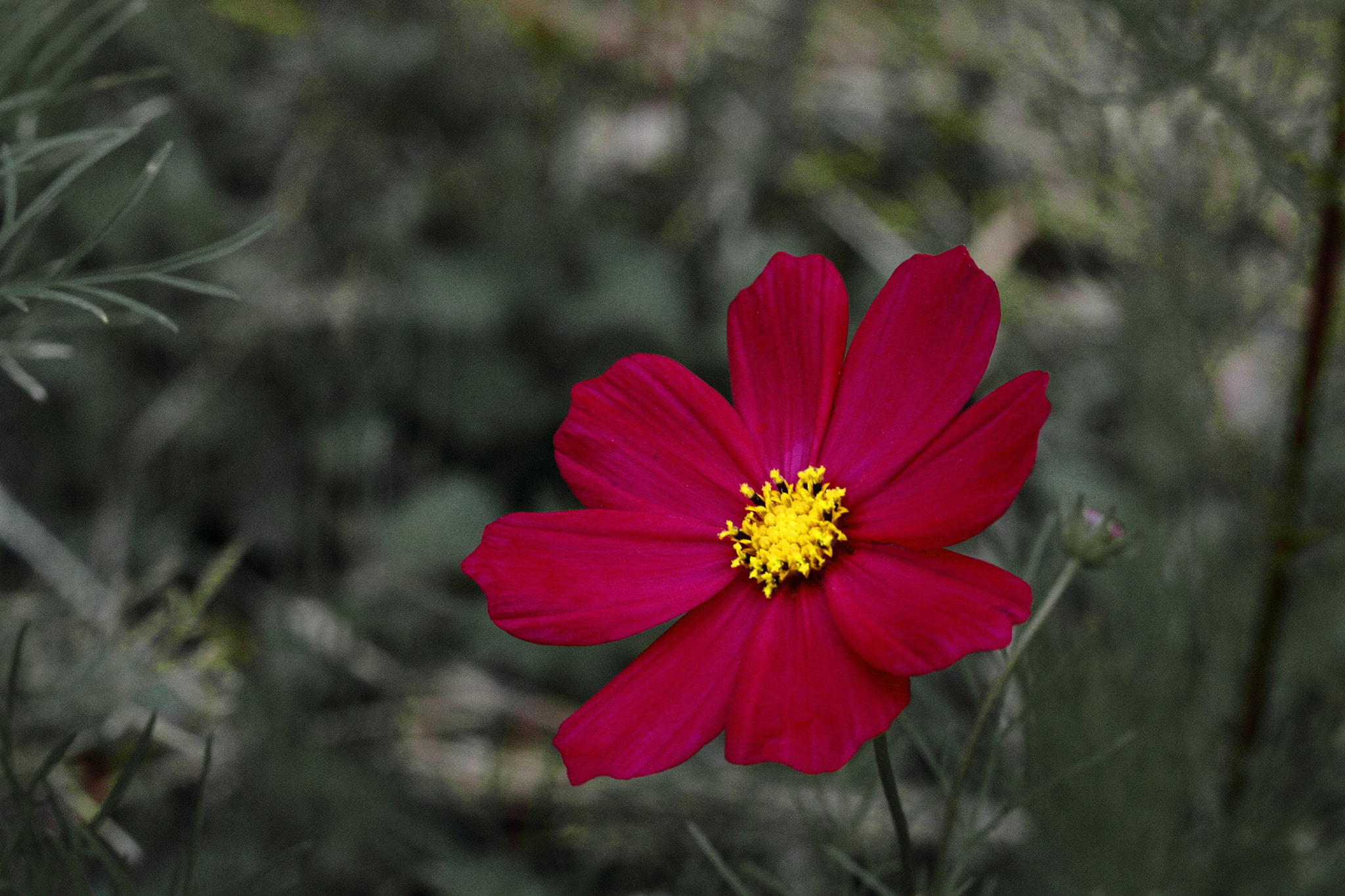 Canon EOS 760D (EOS Rebel T6s / EOS 8000D) + Canon EF 50mm F1.8 STM sample photo. Red cosmos photography