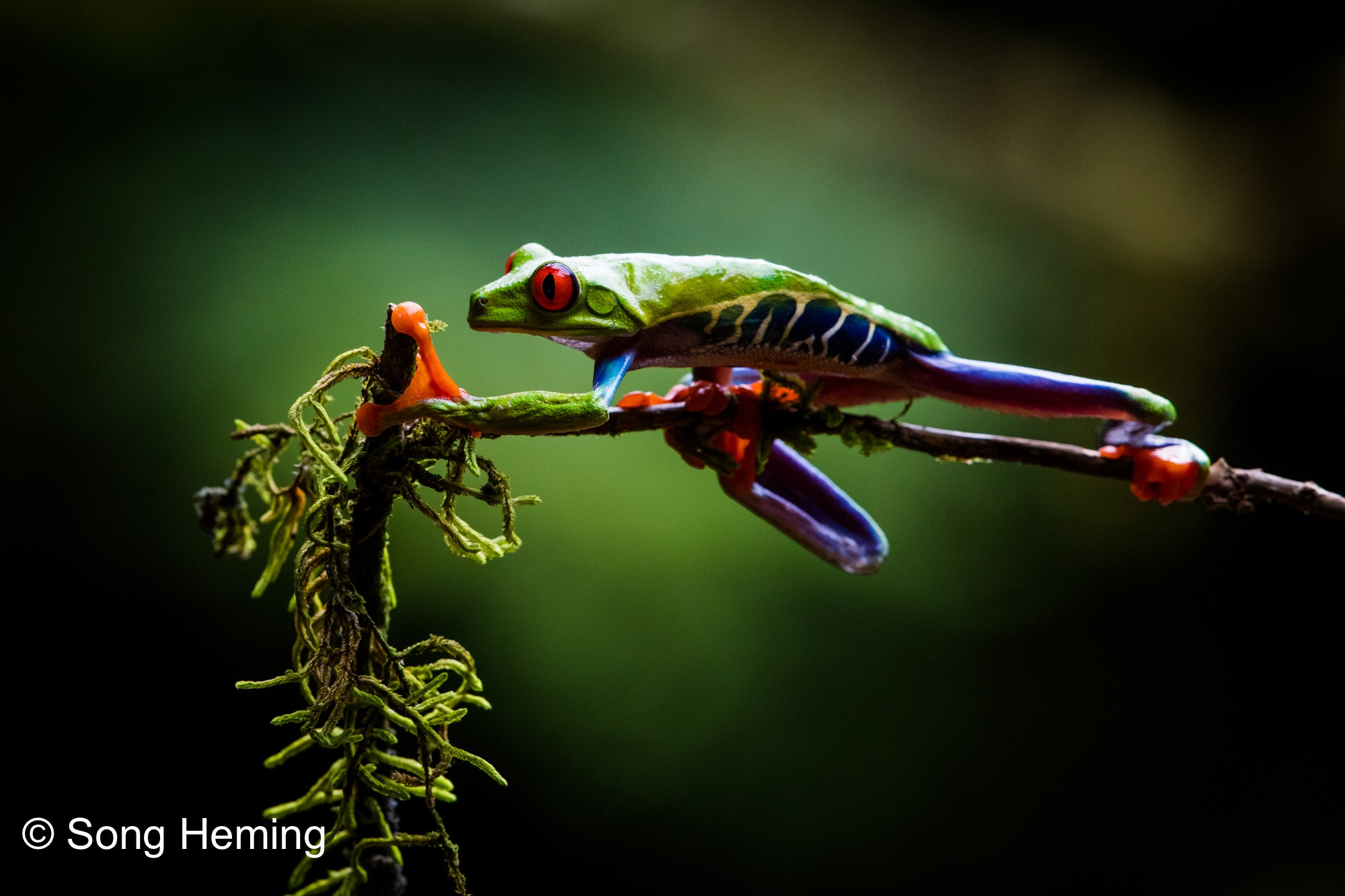 Canon EF 300mm F2.8L IS II USM sample photo. Red eye tree frog photography