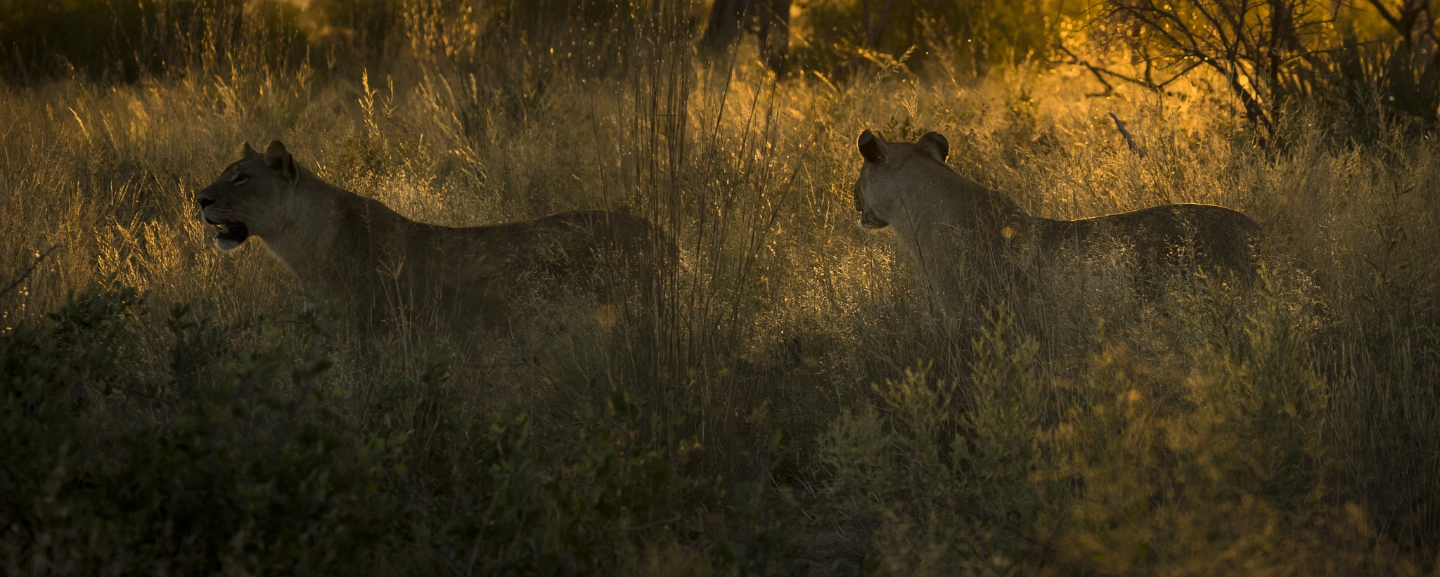 Canon EF 100-400mm F4.5-5.6L IS II USM sample photo. Hunting photography