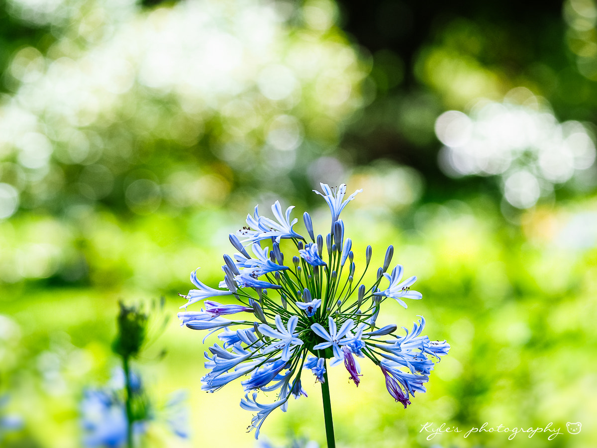 Olympus OM-D E-M1 + Sigma 150mm F2.8 EX DG Macro HSM sample photo. 愛情花 photography