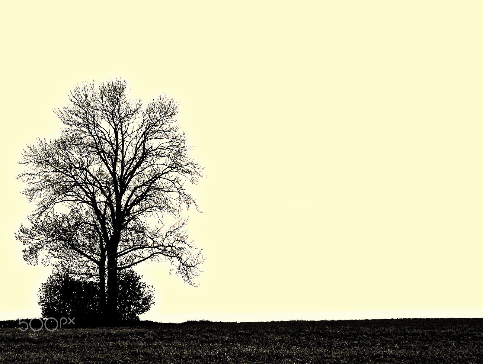 Canon EF 75-300mm f/4-5.6 USM sample photo. Bare branches photography