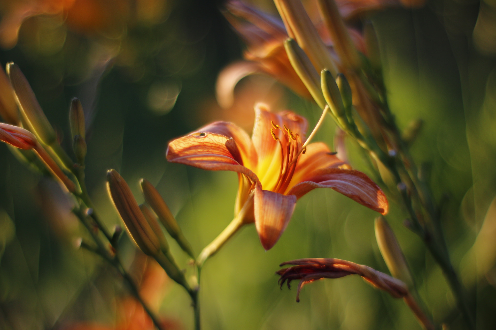 ZEISS Planar T* 50mm F1.4 sample photo. Tiger lily photography