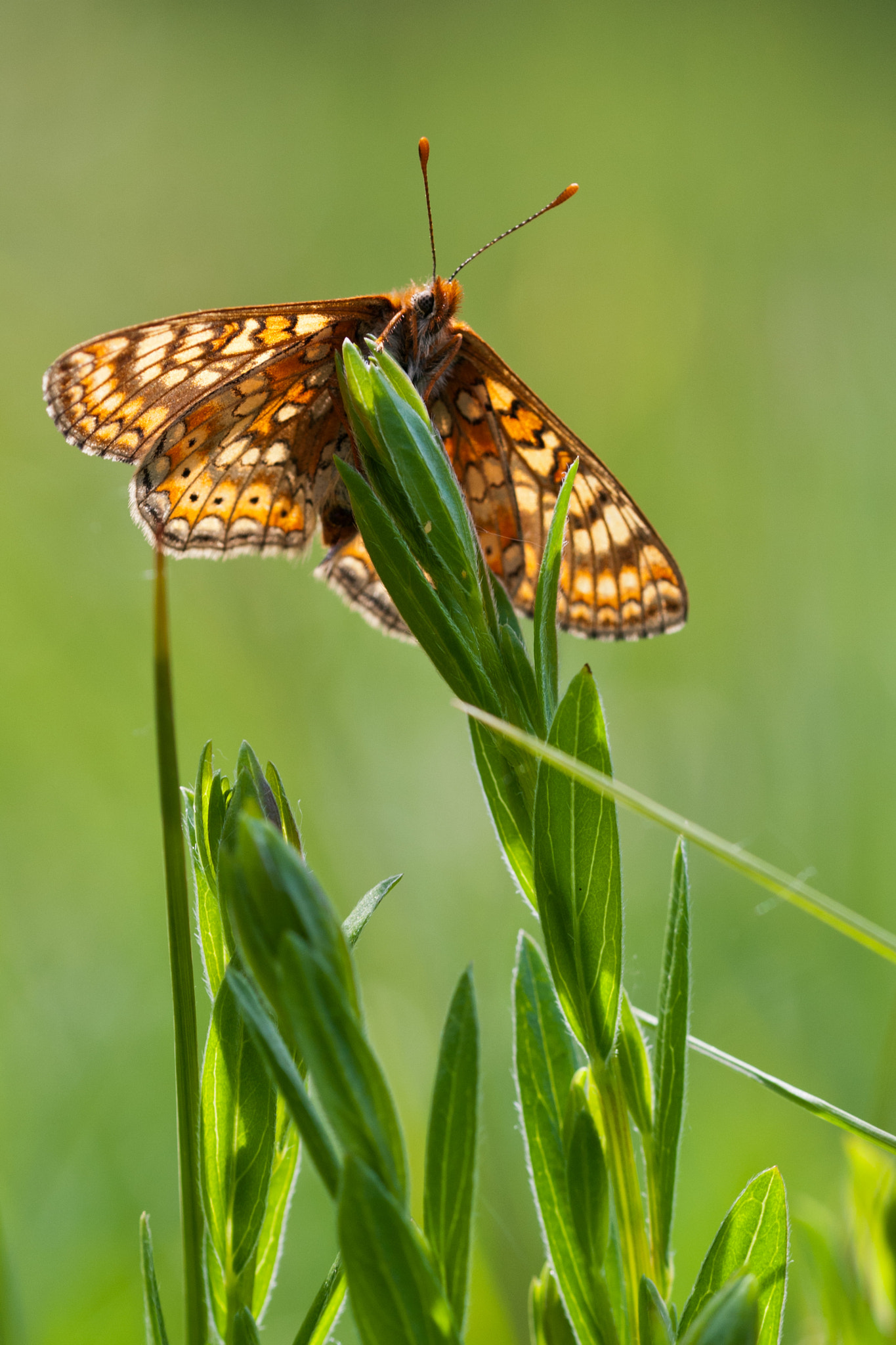 Sigma 105mm F2.8 EX DG OS HSM sample photo. Marsh fritillary photography