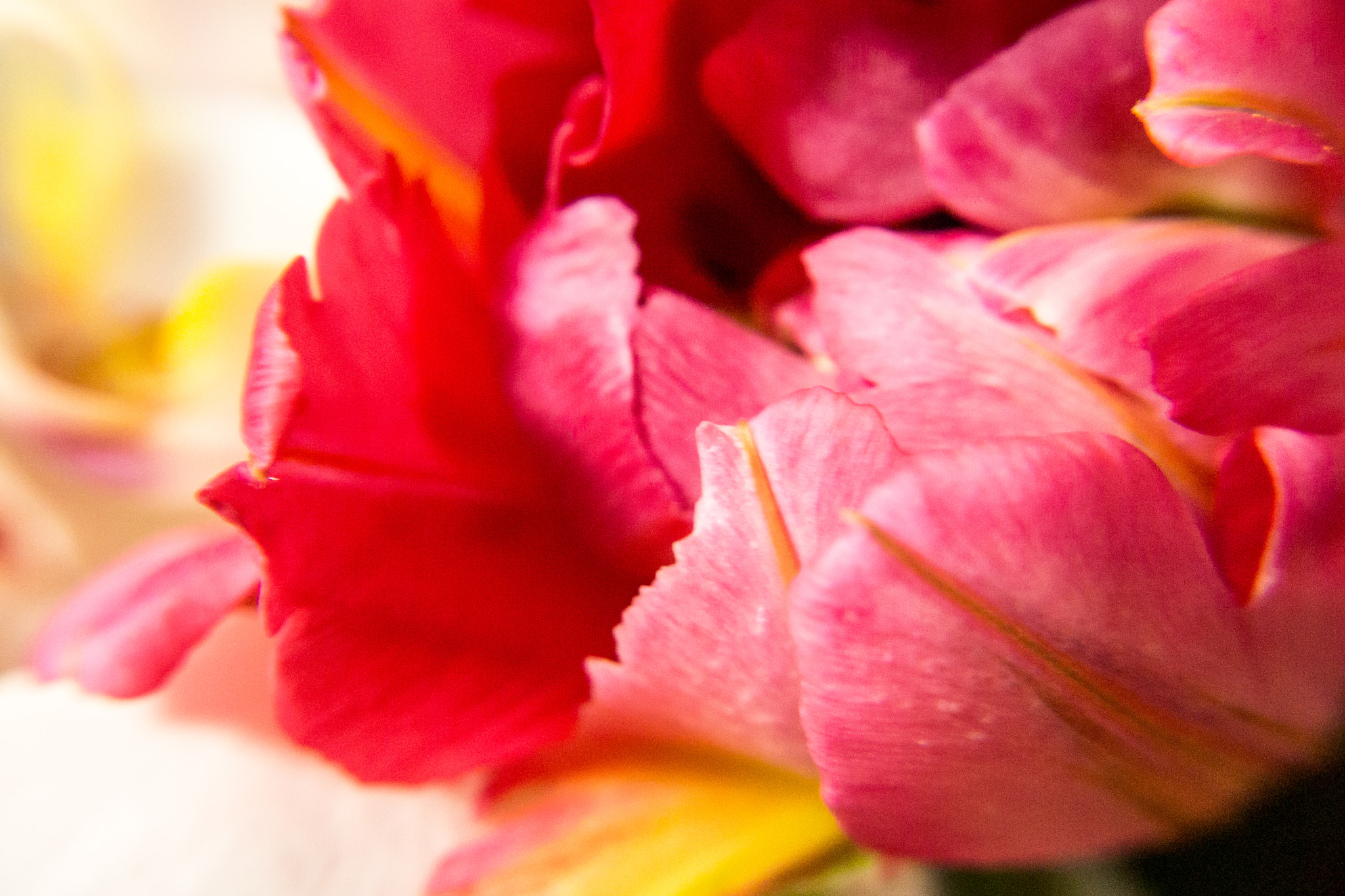 Olympus PEN E-P3 sample photo. 花の夢 photography