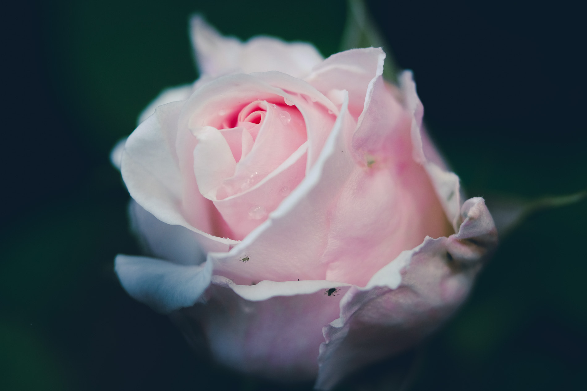 Fujifilm X-E2 + Fujifilm XF 90mm F2 R LM WR sample photo. Weeping rose photography