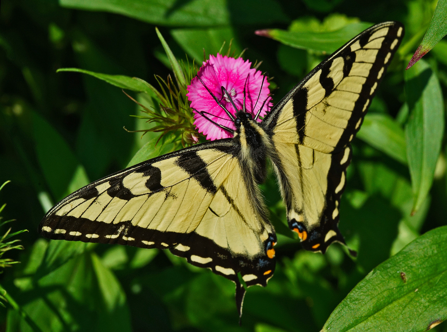 Sony a7R II + 100mm F2.8 SSM sample photo. Sweet william swallowtail photography