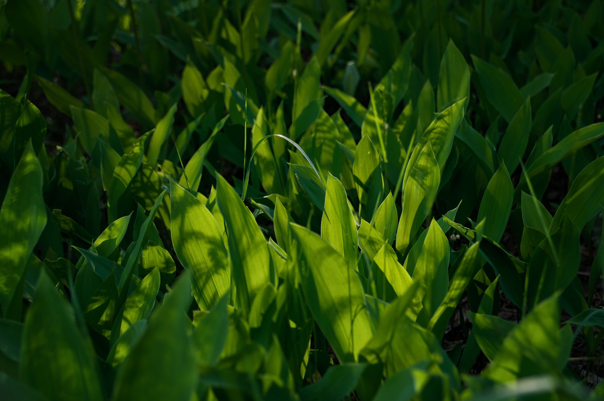 Sigma 18-200mm F3.5-6.3 II DC OS HSM sample photo. Lily of the valley photography