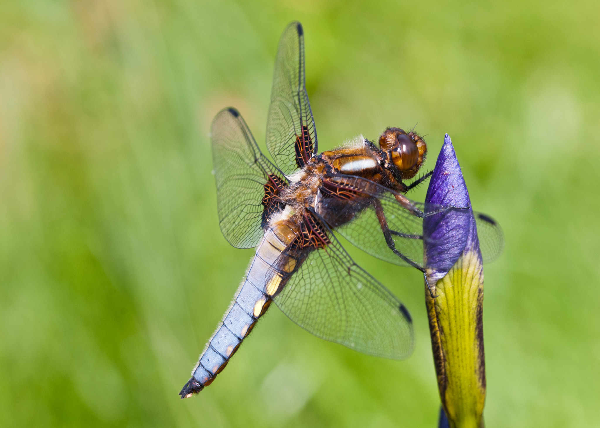 Sigma 105mm F2.8 EX DG OS HSM sample photo. Broad bodied chaser photography