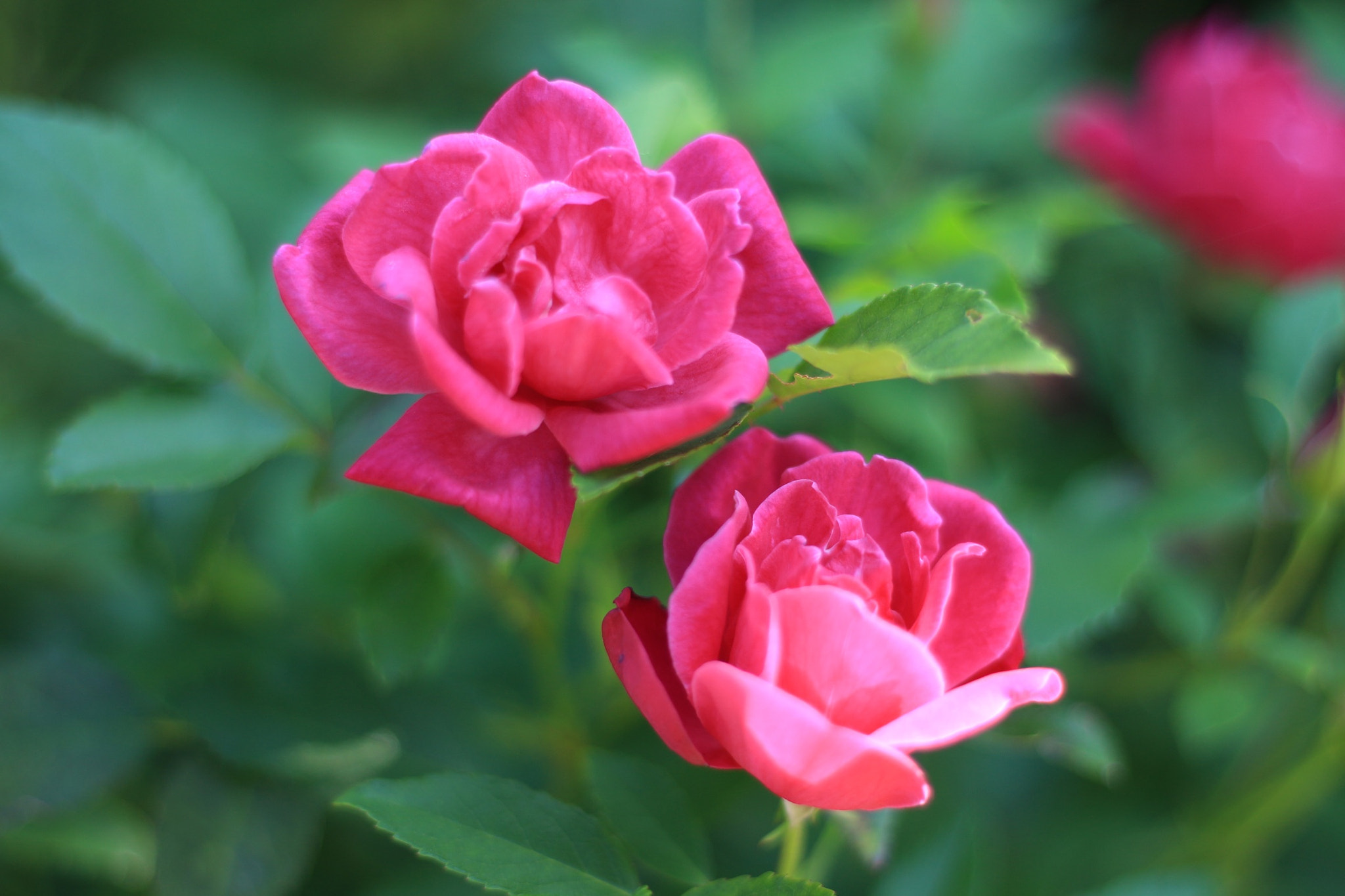 Canon EOS M + Canon EF 50mm F1.8 STM sample photo. Roses photography