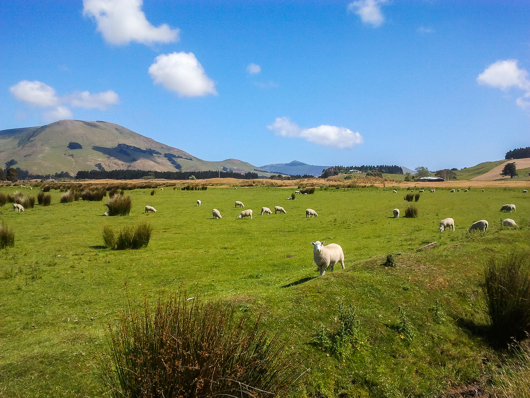 Samsung Galaxy S sample photo. A farm in nz photography