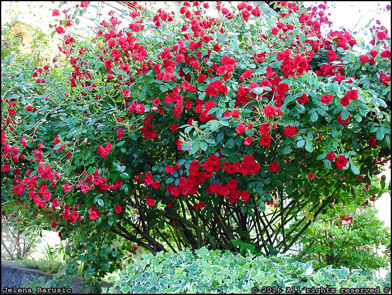Sony DSC-W5 sample photo. Wild roses red photography