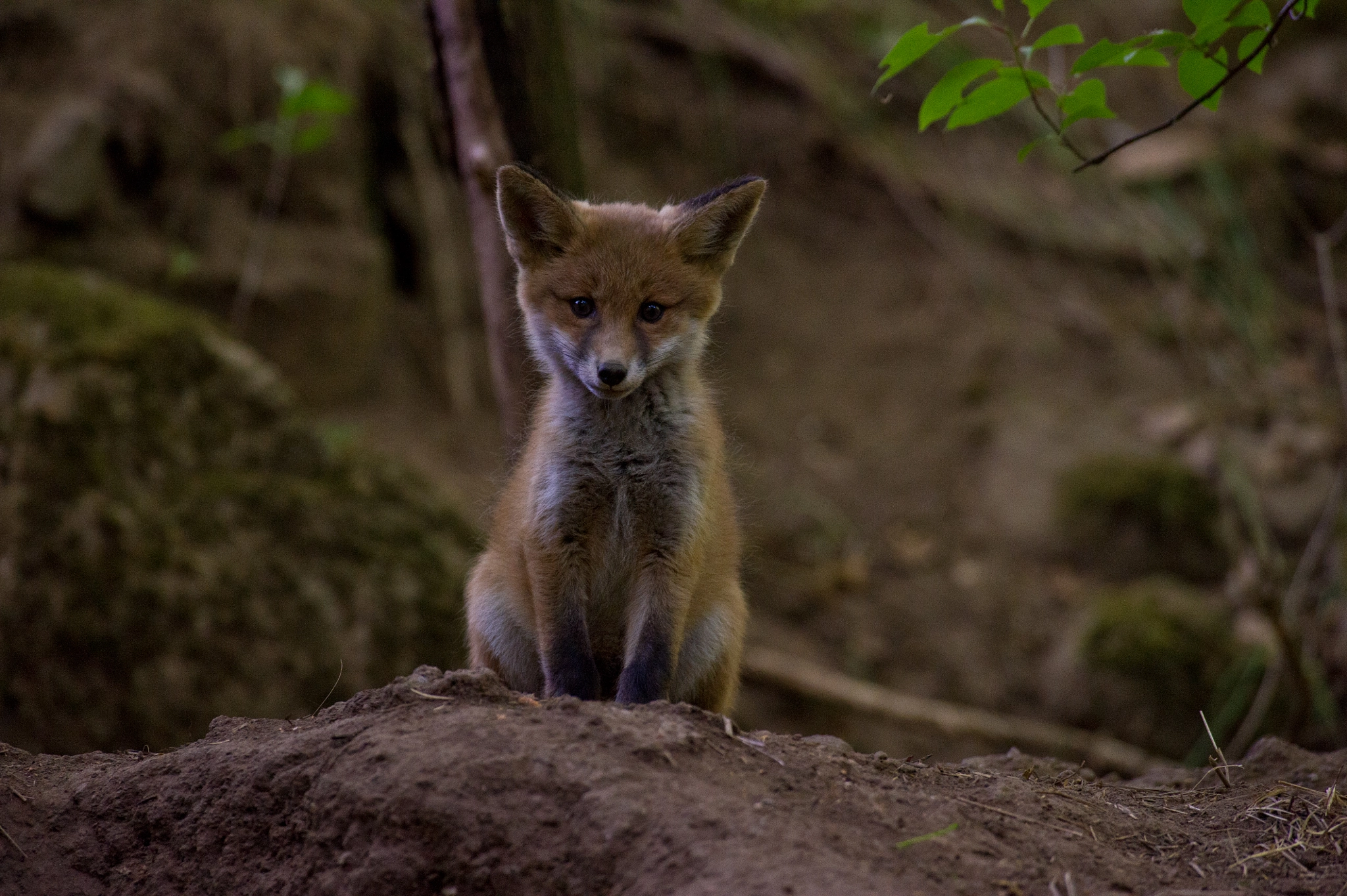 AF-S Nikkor 300mm f/2.8D IF-ED II sample photo. Hello my little frined :) photography