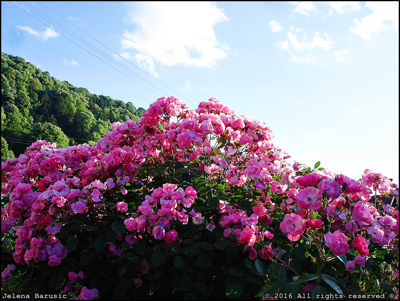 Sony DSC-W5 sample photo. Wild roses pink photography