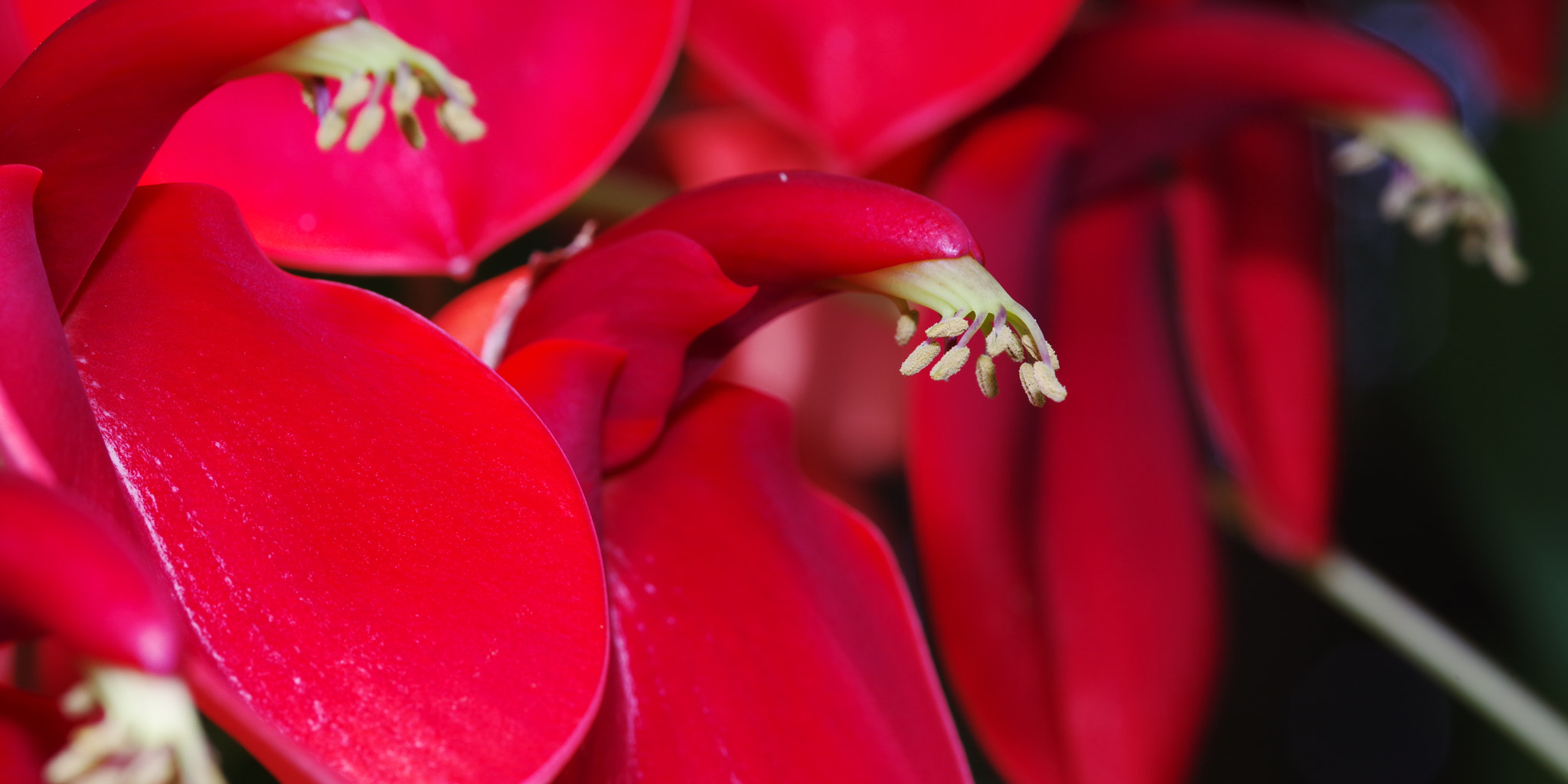 Pentax smc D-FA 100mm F2.8 Macro WR sample photo. Cockspur coral tree photography