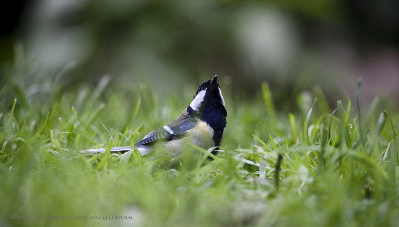 150-600mm F5-6.3 DG OS HSM | Sports 014 sample photo. Great tit/ parus major photography