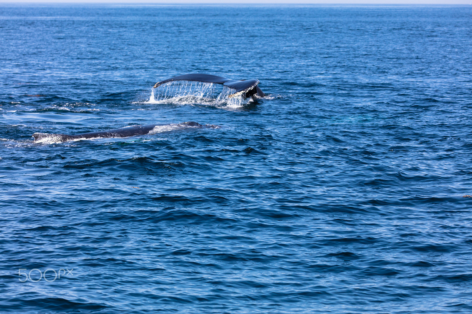Canon EF 100-400mm F4.5-5.6L IS II USM sample photo. Whale, cape cod photography