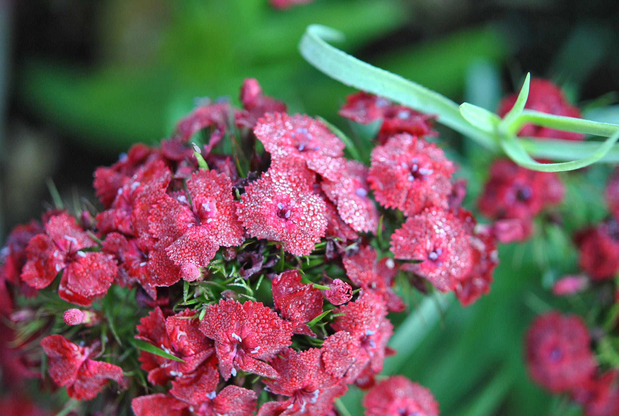 Nikon AF-S Micro-Nikkor 60mm F2.8G ED sample photo. Freshness photography