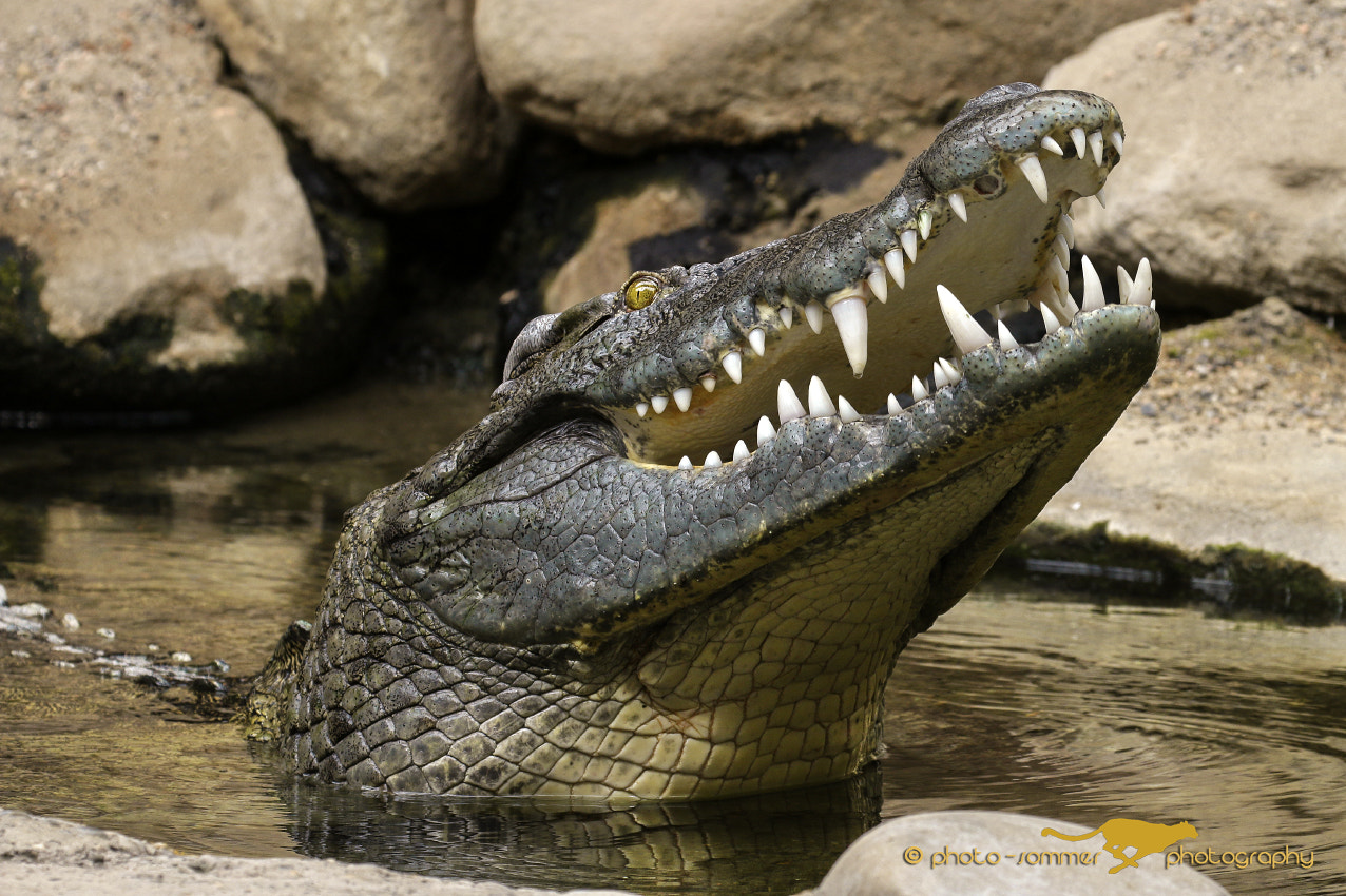 Canon EOS 70D + Canon EF 100-400mm F4.5-5.6L IS II USM sample photo. Nile crocodile photography