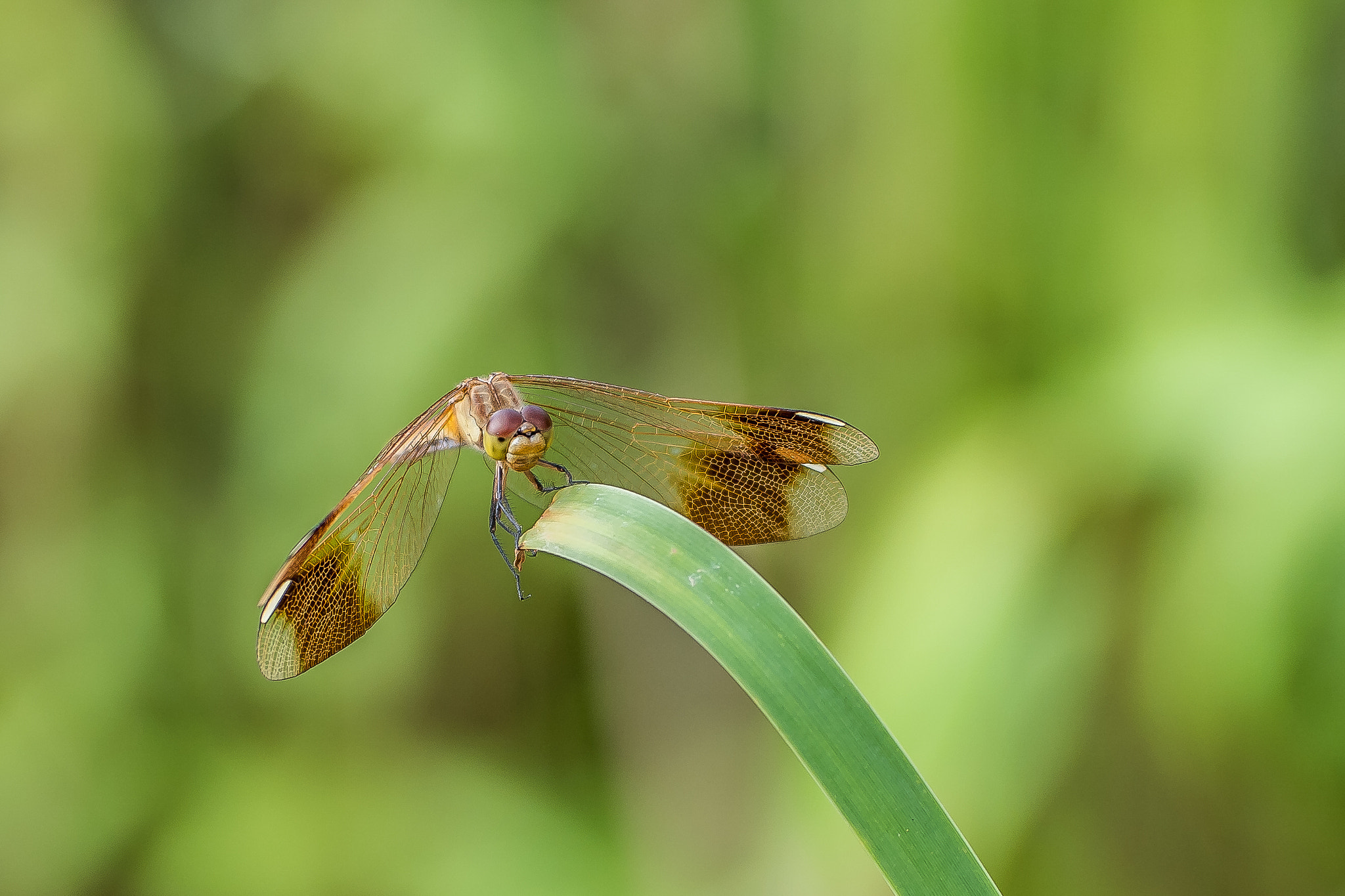 Samsung NX1 + NX 50-150mm F2.8 S sample photo. Take a break. photography