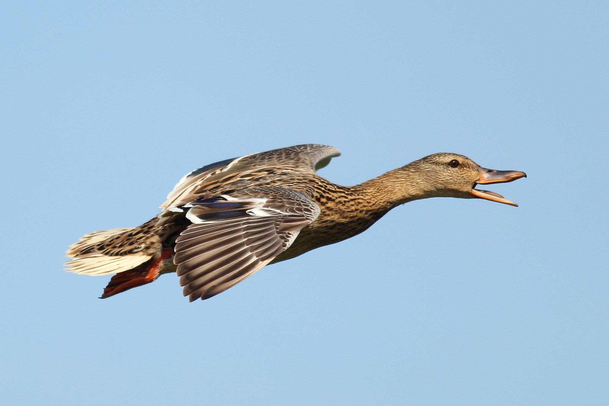 Canon EOS 60D + Canon EF 400mm F5.6L USM sample photo. Mallard on the move photography