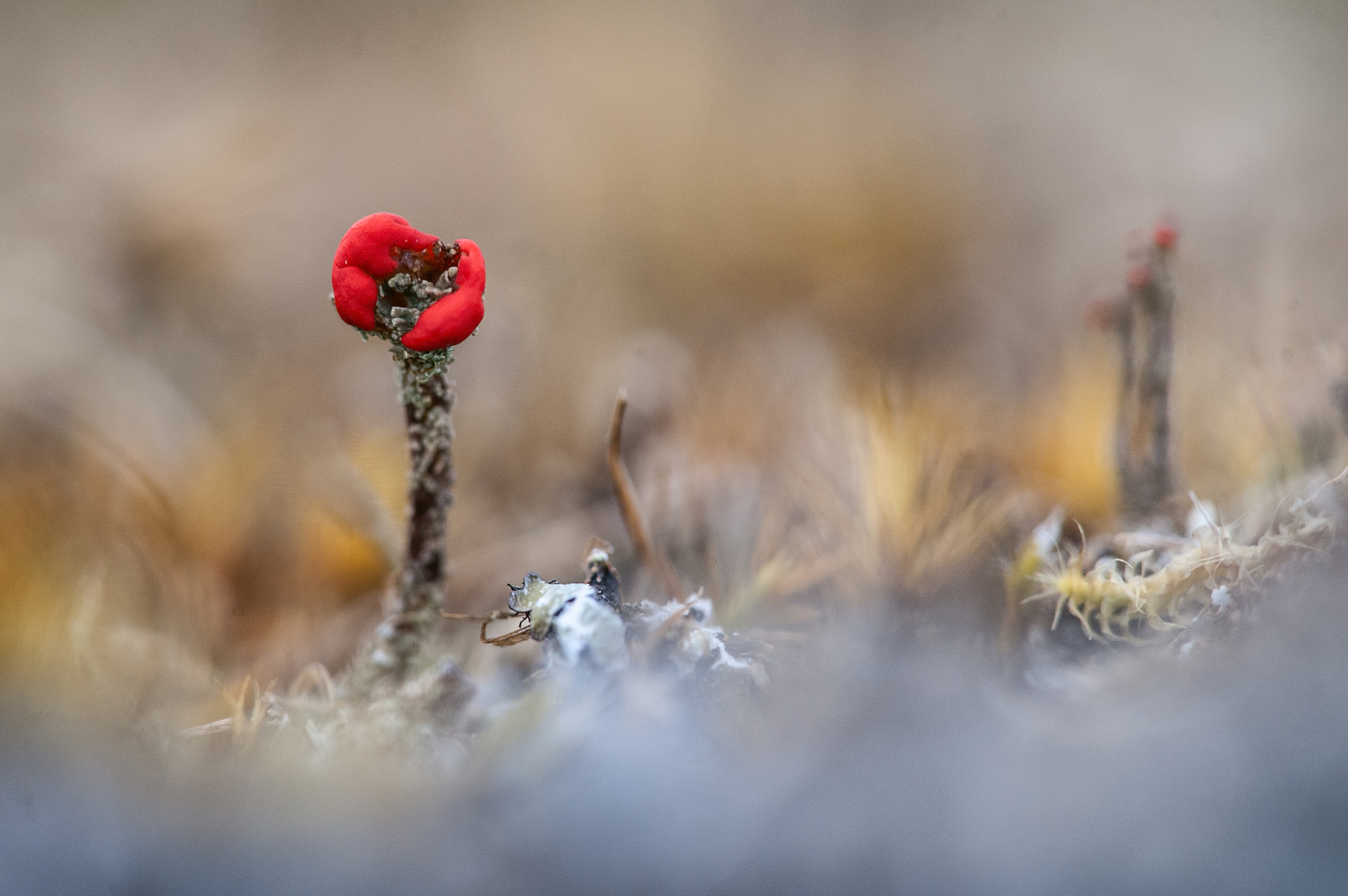 Sigma 150mm F2.8 EX DG Macro HSM sample photo. Devil's matchsticks photography