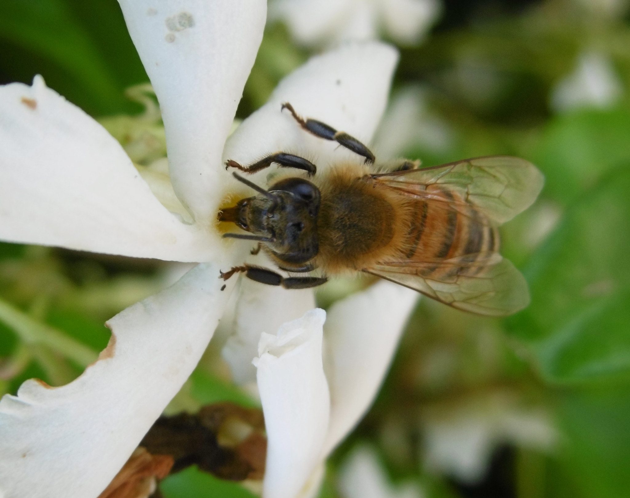 Panasonic DMC-SZ8 sample photo. Hungry bee photography