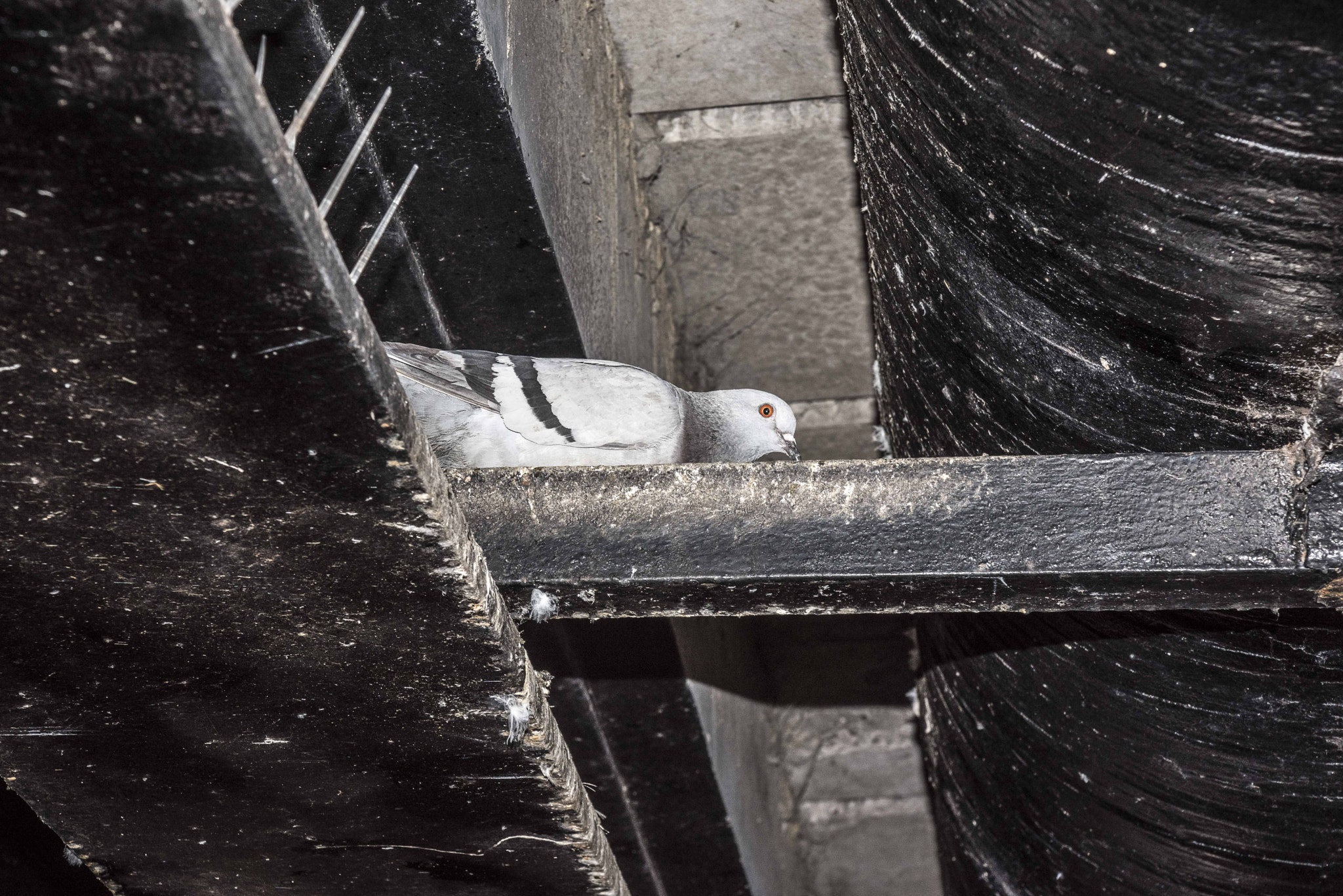 AF Zoom-Nikkor 35-105mm f/3.5-4.5 sample photo. Roosting under the bridge photography