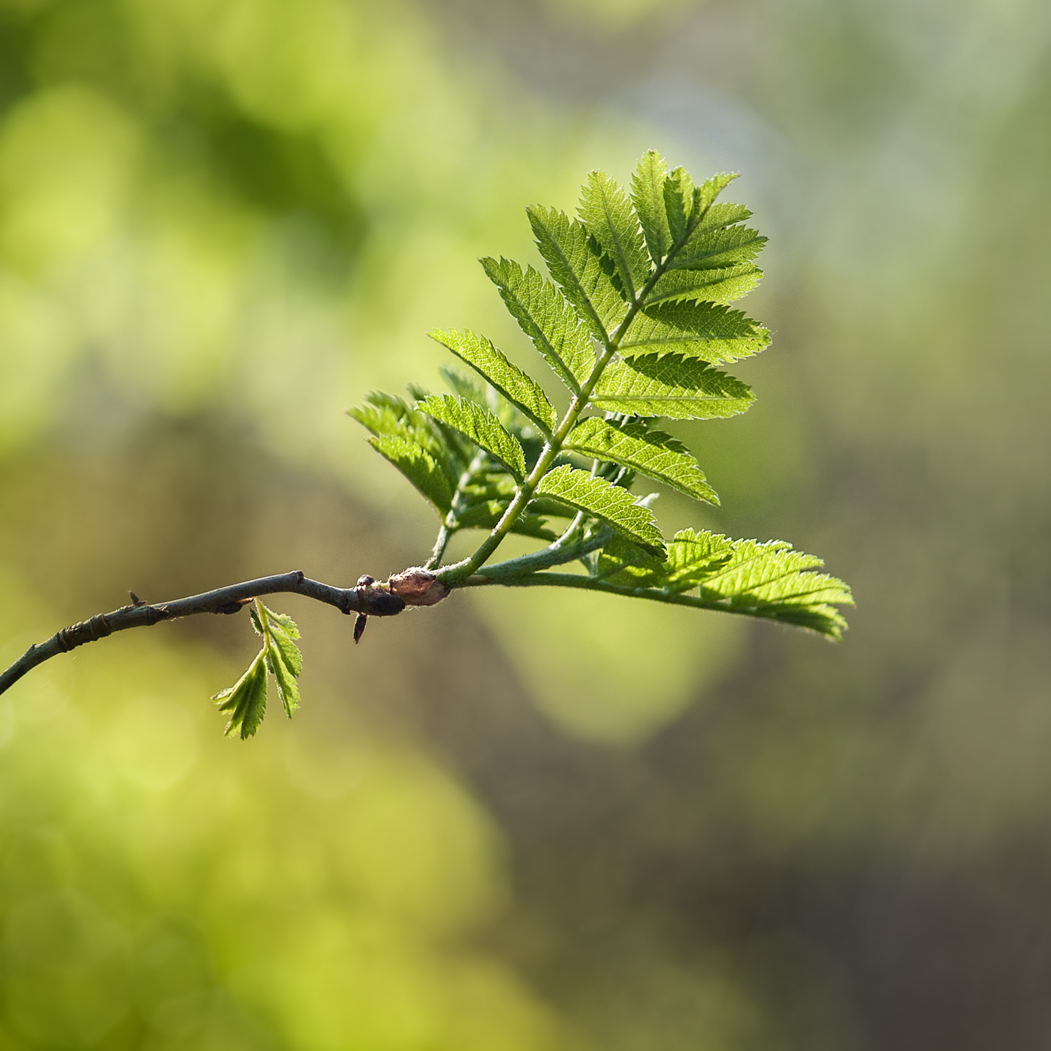 Nikon D700 + AF Micro-Nikkor 105mm f/2.8 sample photo. See no evil photography