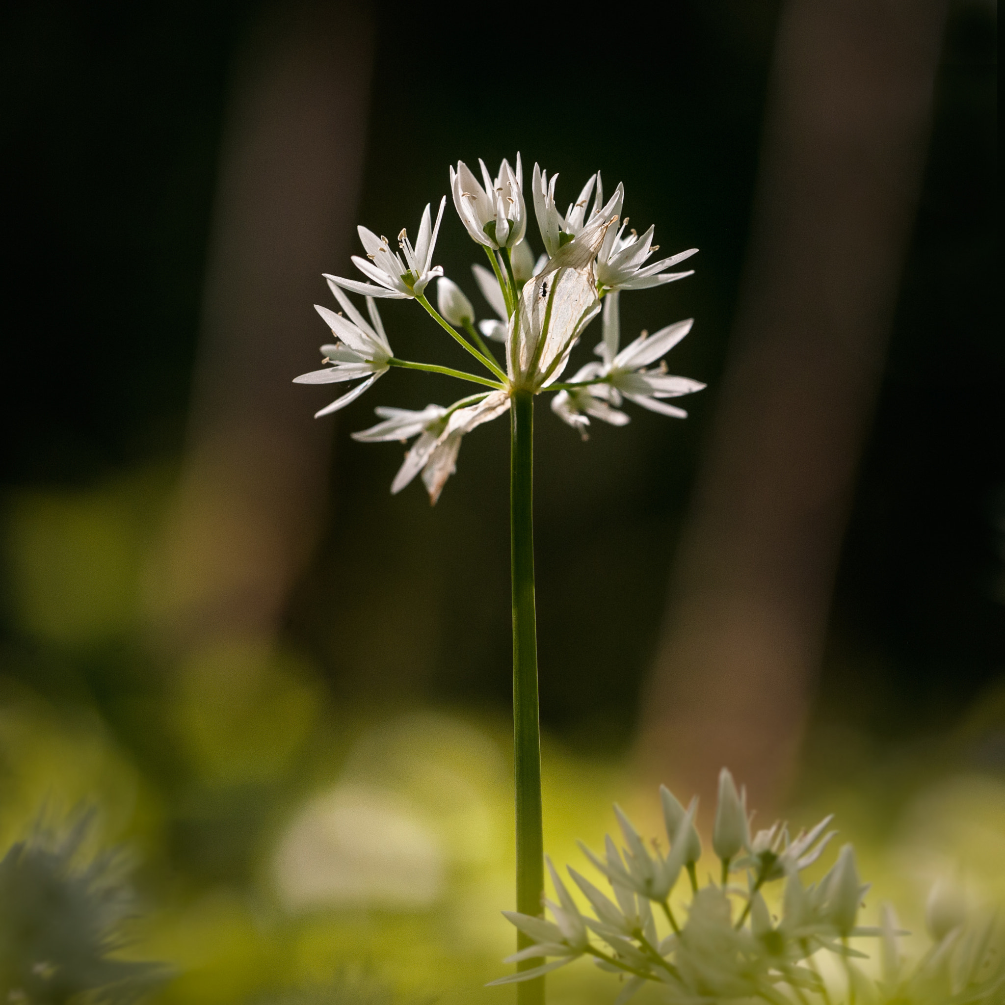 Sigma 150mm F2.8 EX DG Macro HSM sample photo. Wild garlic photography