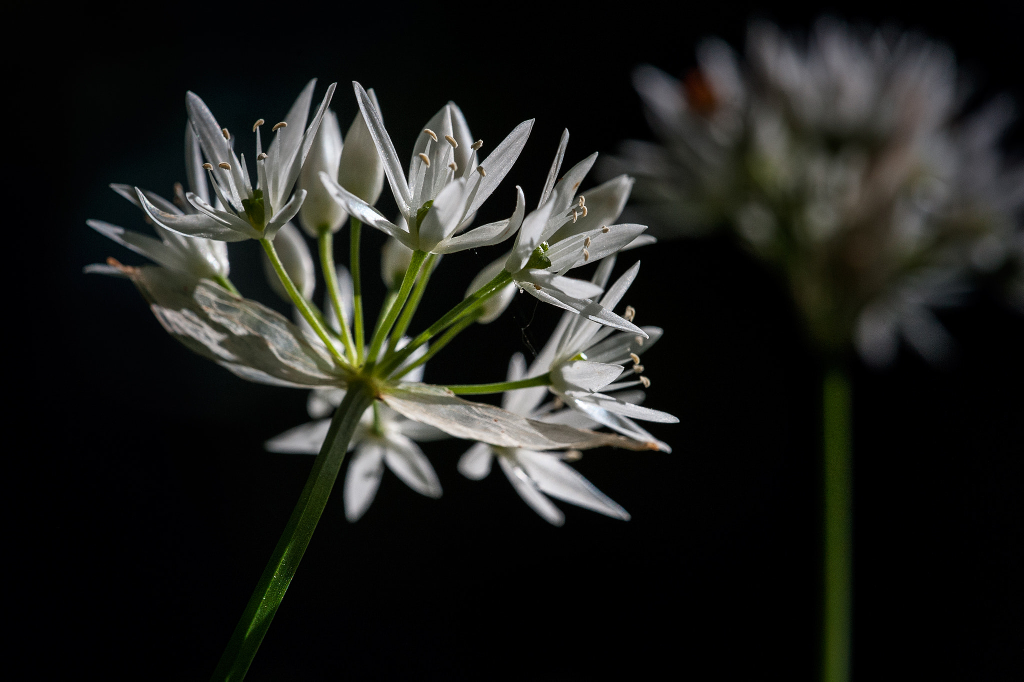 Sigma 150mm F2.8 EX DG Macro HSM sample photo. Even blindfold photography