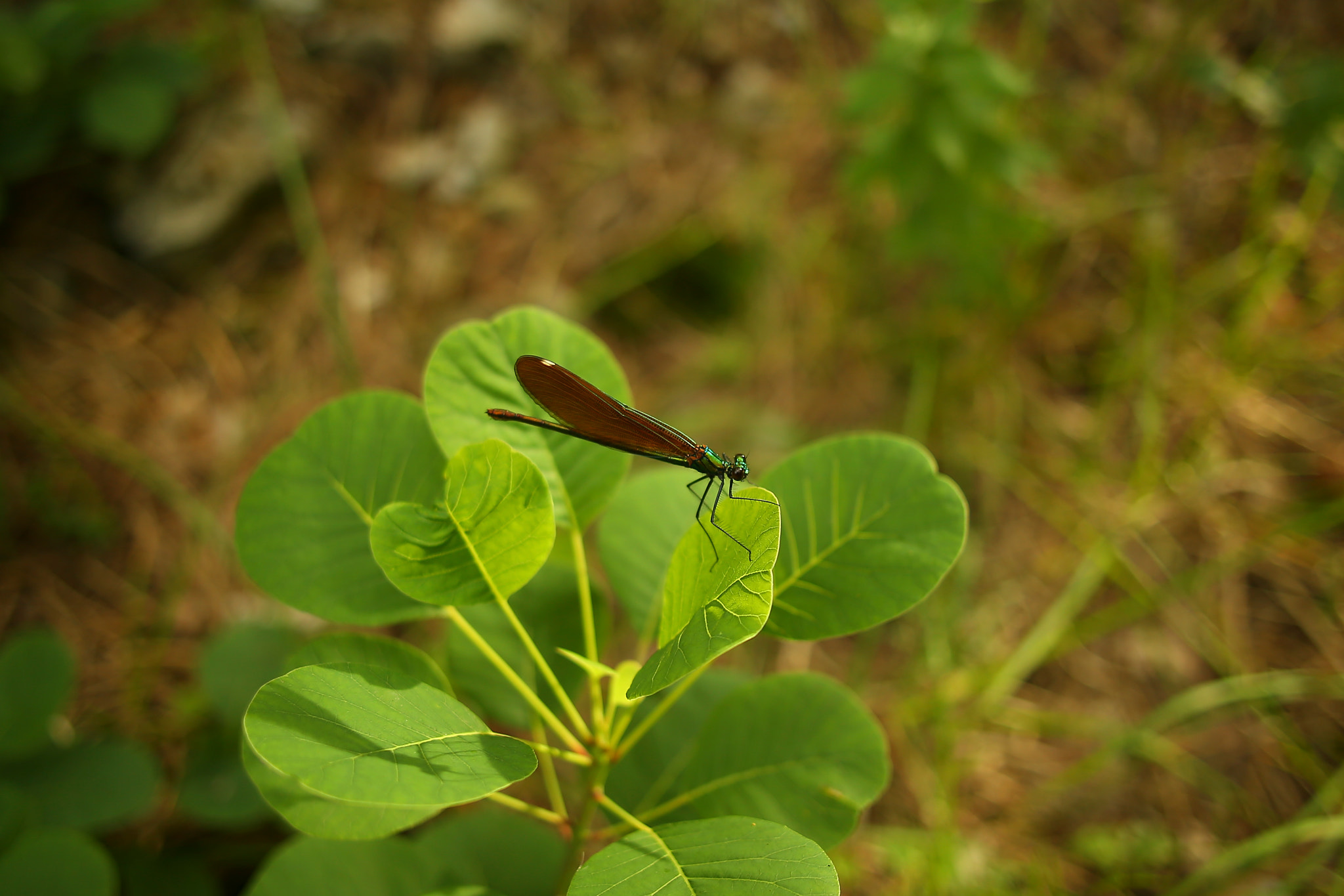 Canon EOS 6D + Canon EF 24mm F2.8 sample photo. Dragonfly photography