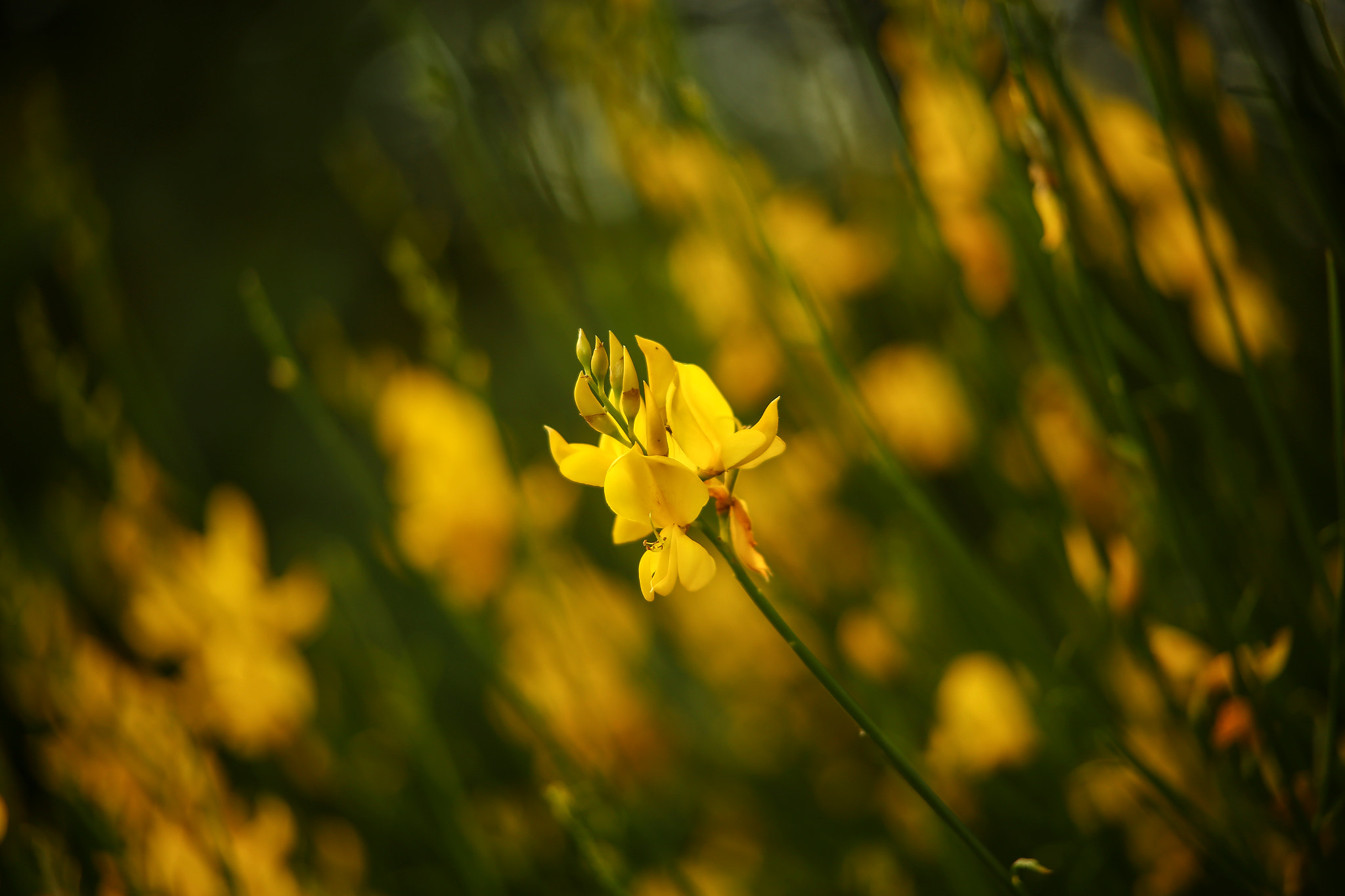 Canon EF 35-135mm f/3.5-4.5 sample photo. Macro elements 2 photography