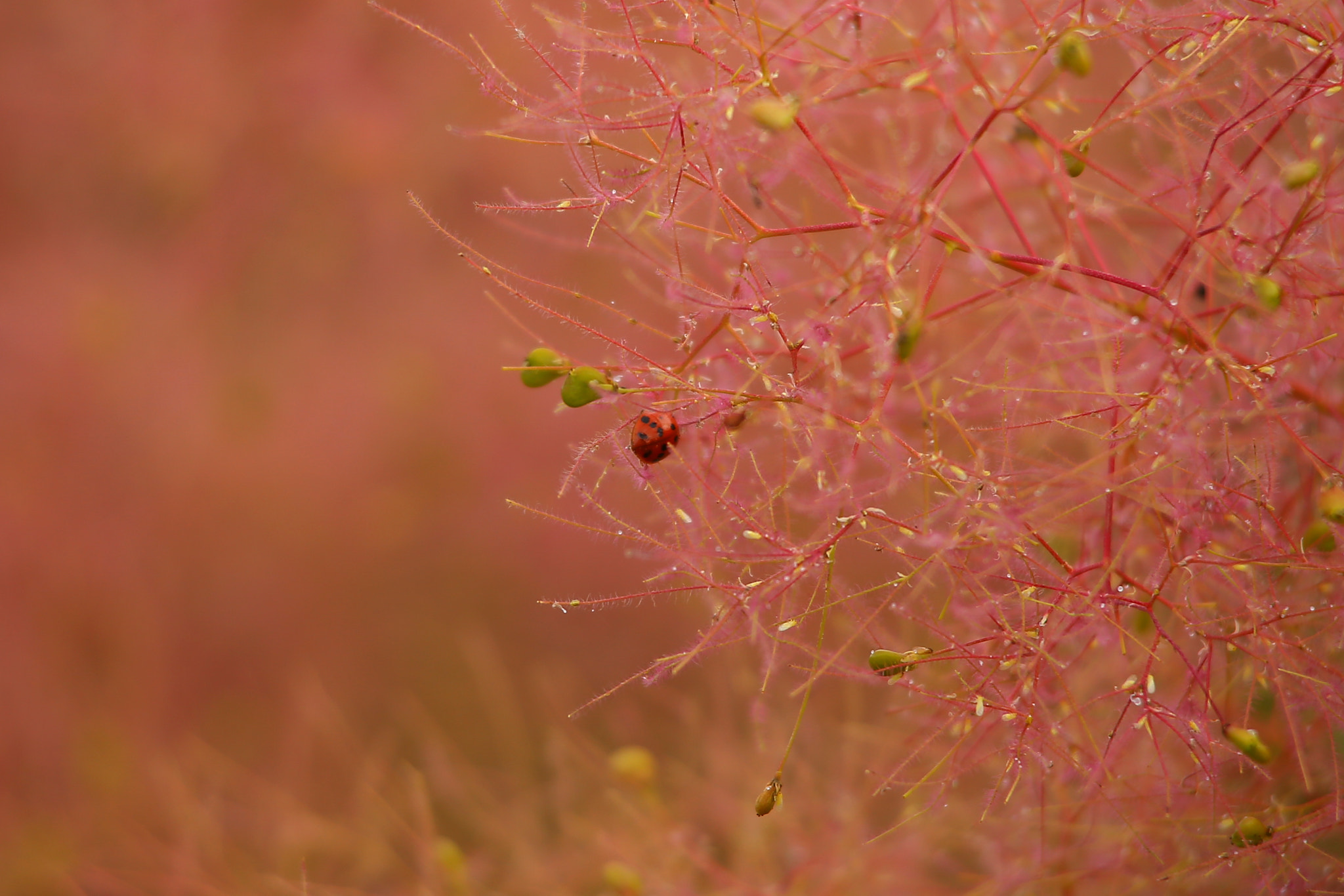 Canon EOS 6D + Canon EF 35-135mm f/3.5-4.5 sample photo. Ladybug photography