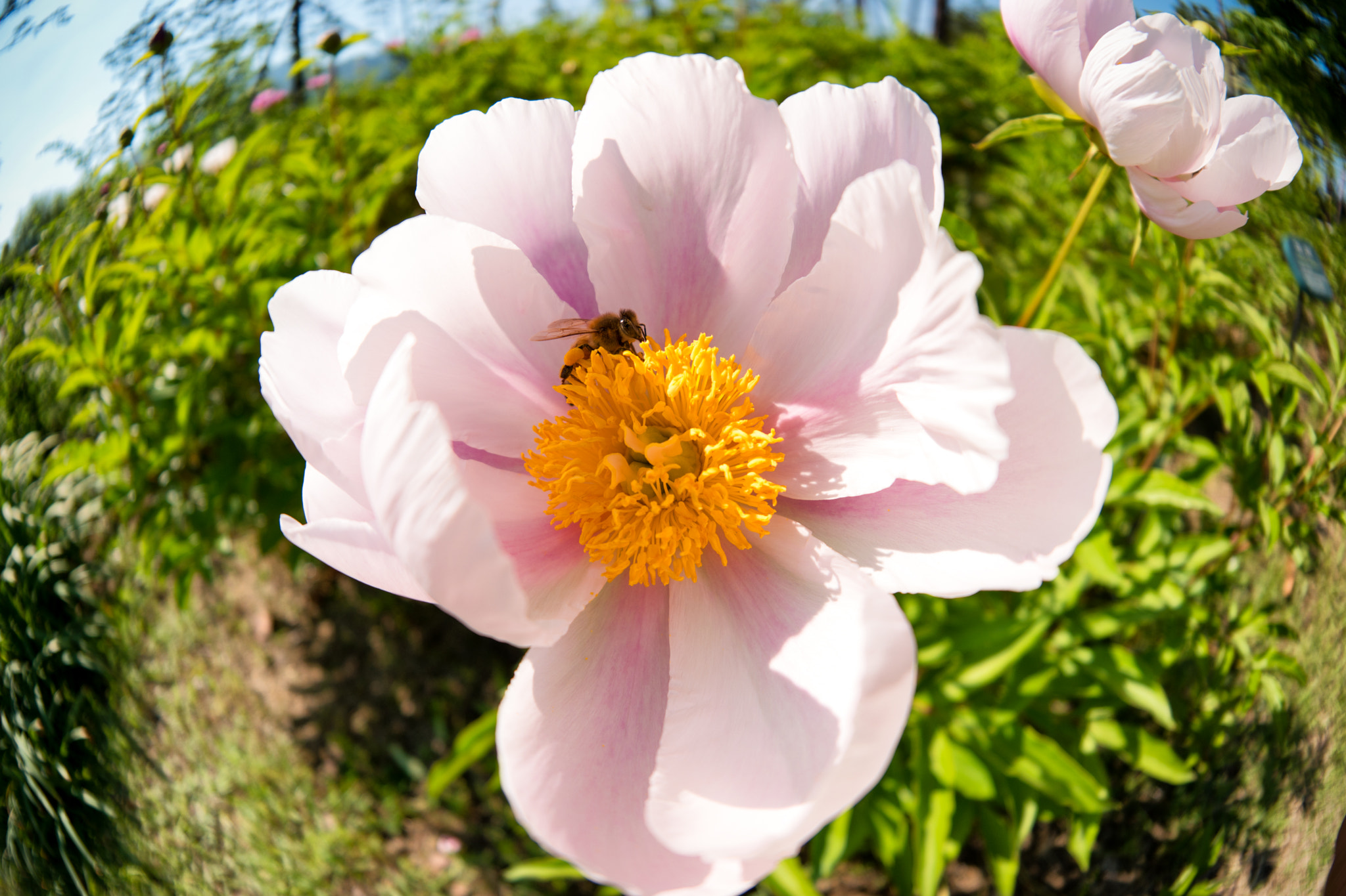 Samsung NX 10mm F3.5 Fisheye sample photo. Peonies photography