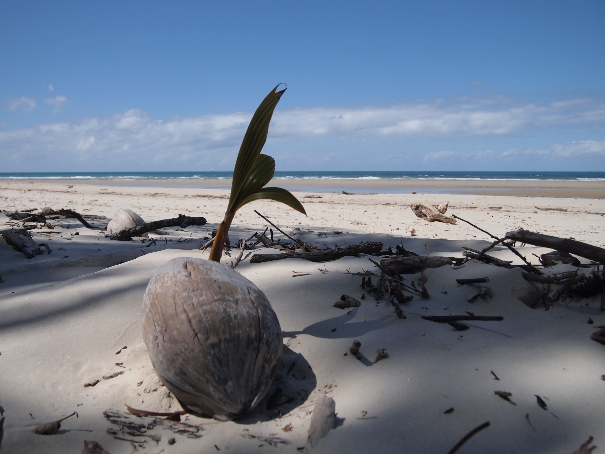 Olympus PEN E-PL2 sample photo. Coconut photography
